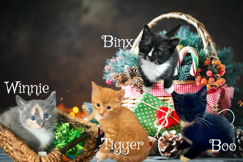 Enlarge Binx *kitten*, a Adoptable Domestic Short Hair in Culpeper, VA image 1/1