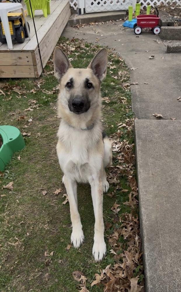 Otto, Adoptable, Adult Male German Shepherd Dog.