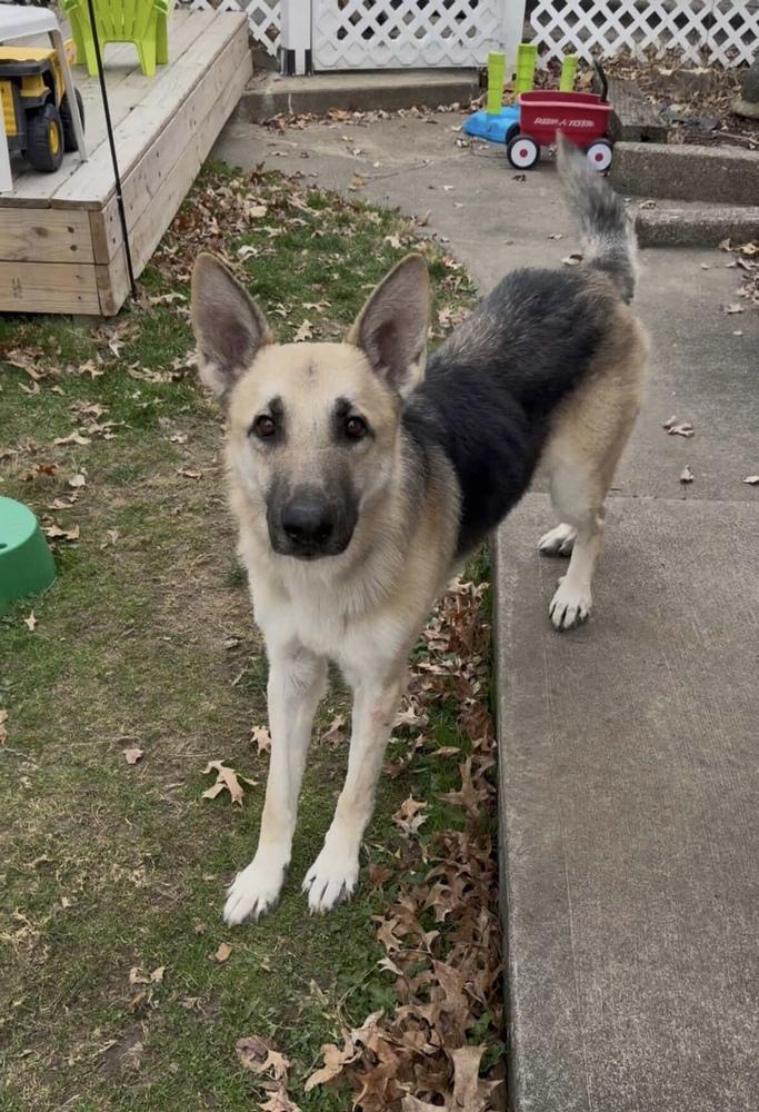 Otto, a Adoptable German Shepherd Dog in White, PA image 2/3