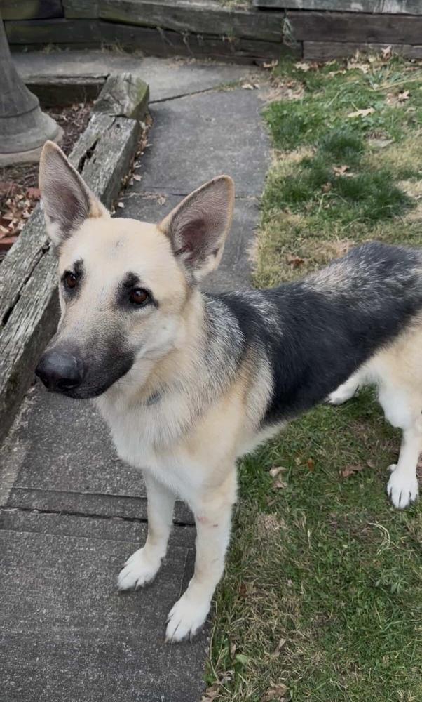 Otto, a Adoptable German Shepherd Dog in White, PA image 3/3