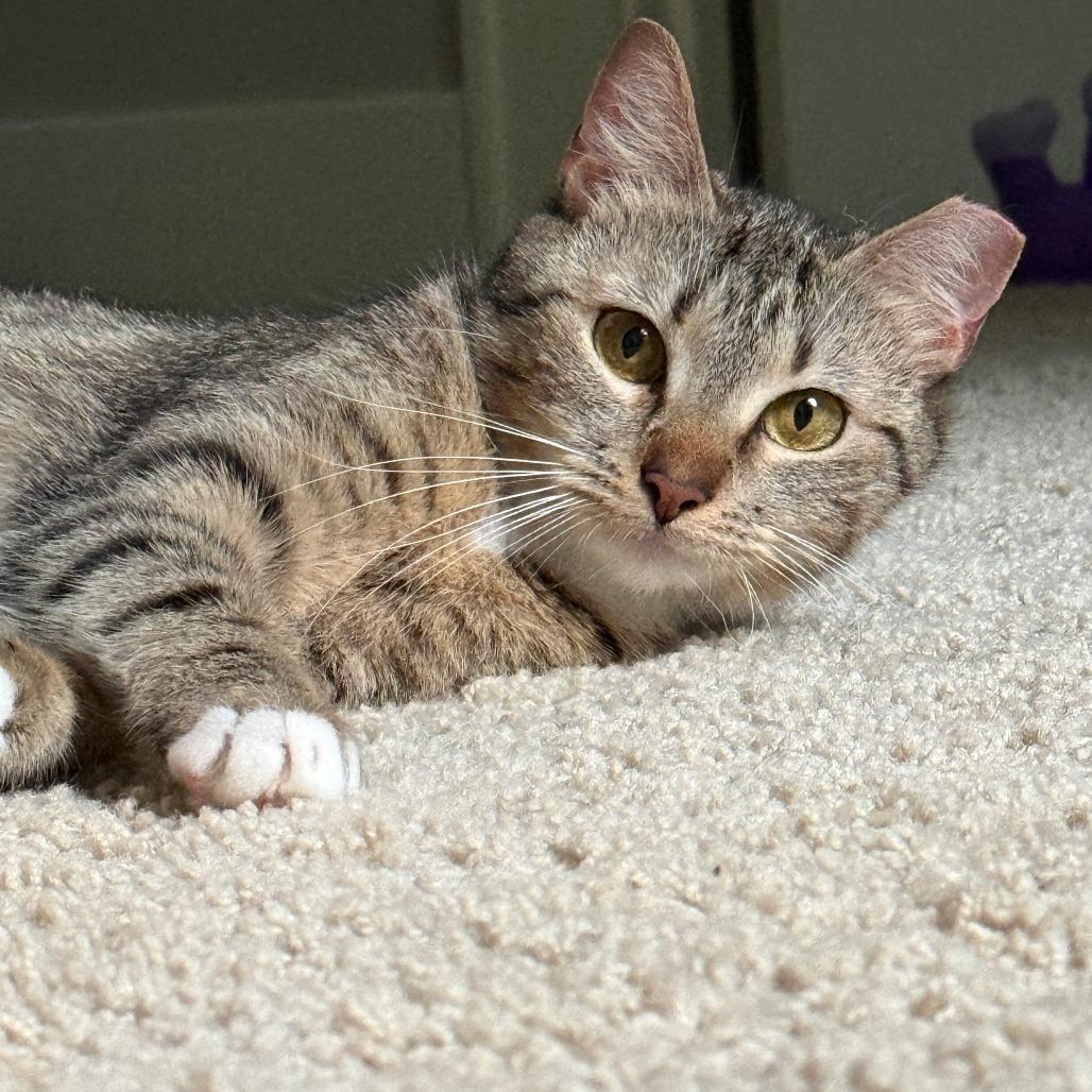 Enlarge Daphne, a Adoptable Domestic Short Hair in Chattanooga, TN image 1/6