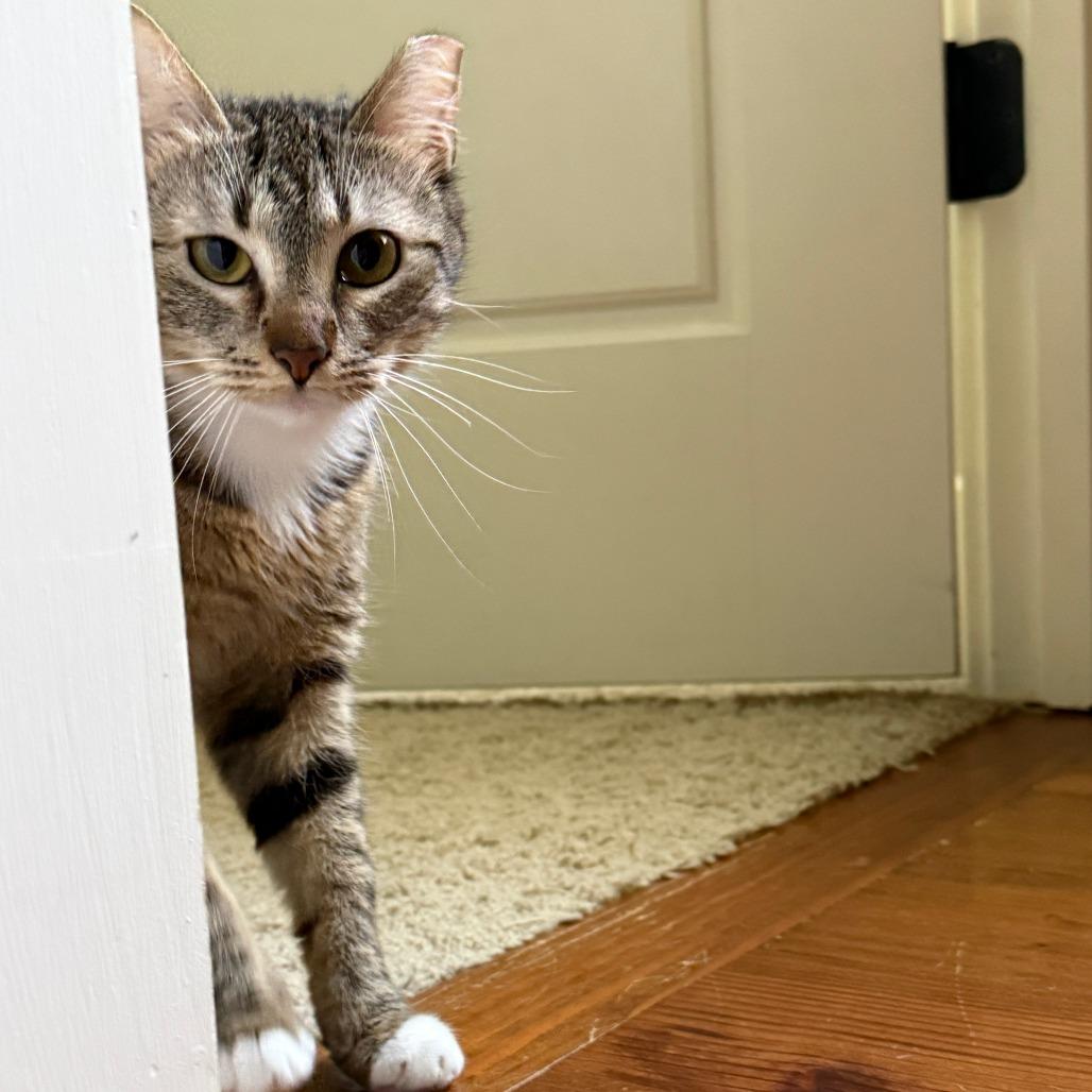 Enlarge Daphne, a Adoptable Domestic Short Hair in Chattanooga, TN image 2/6