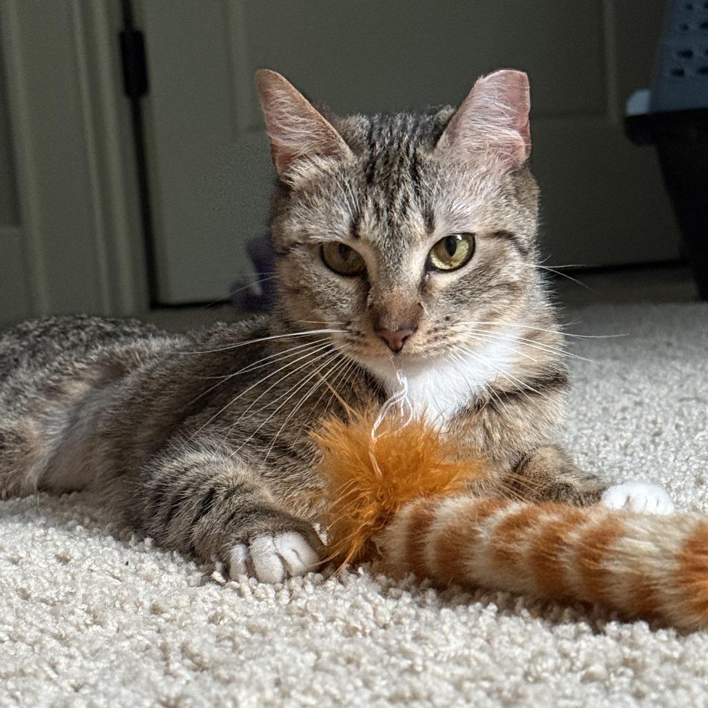 Enlarge Daphne, a Adoptable Domestic Short Hair in Chattanooga, TN image 3/6