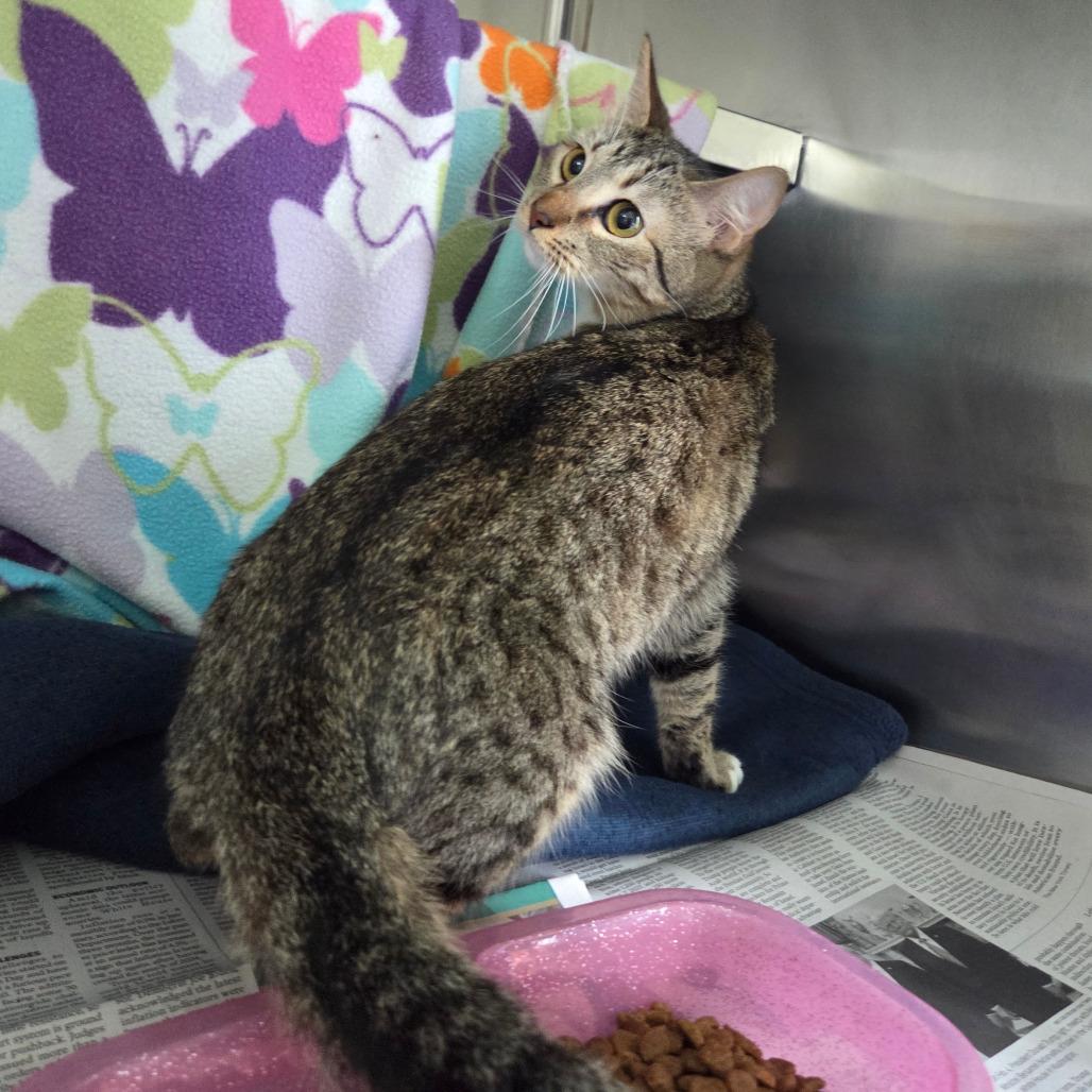 Enlarge Daphne, a Adoptable Domestic Short Hair in Chattanooga, TN image 4/6