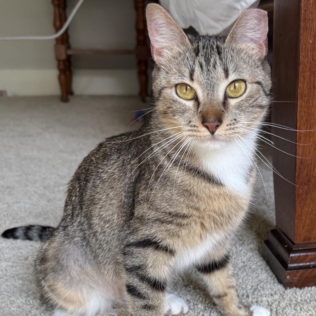Enlarge Daphne, a Adoptable Domestic Short Hair in Chattanooga, TN image 5/6