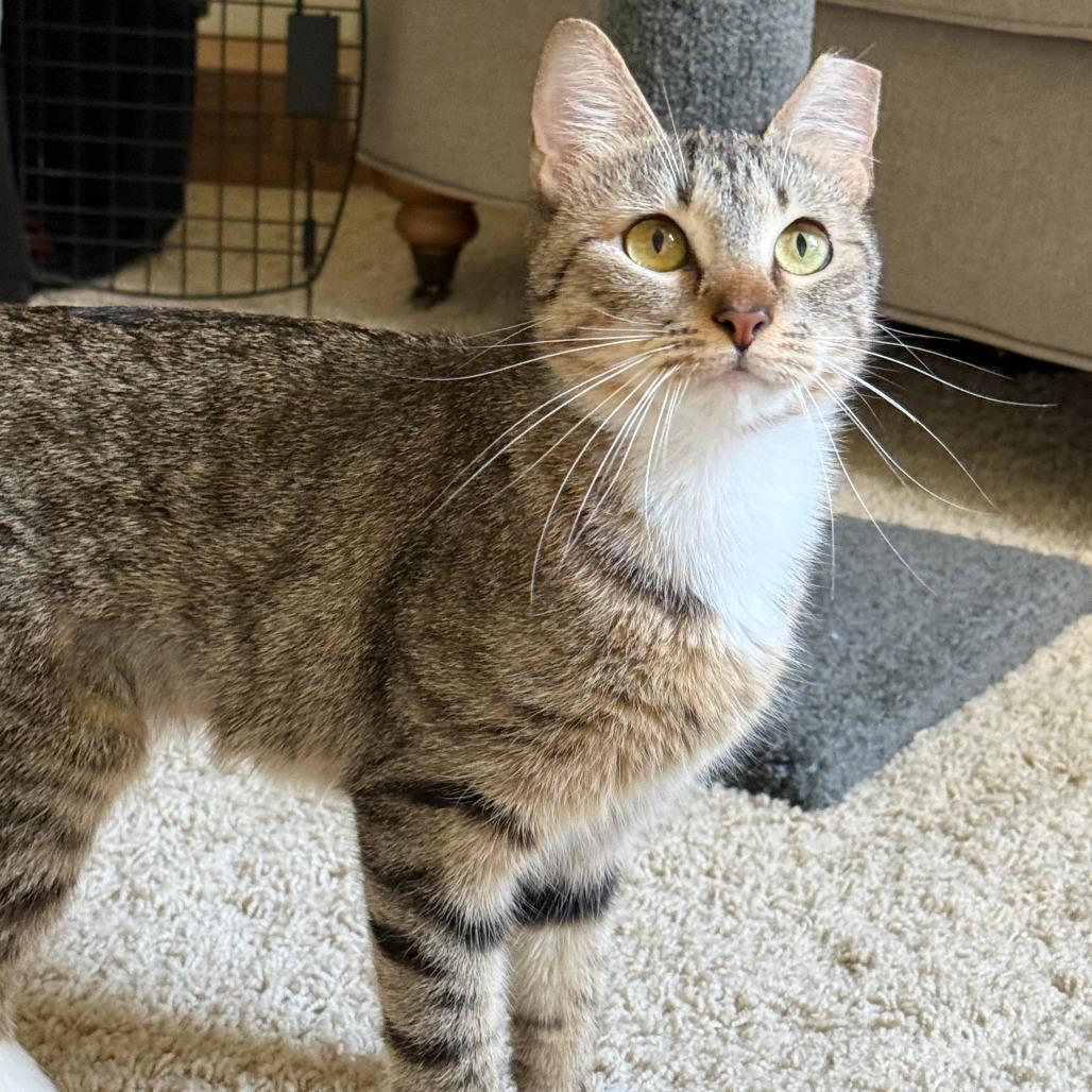 Enlarge Daphne, a Adoptable Domestic Short Hair in Chattanooga, TN image 6/6
