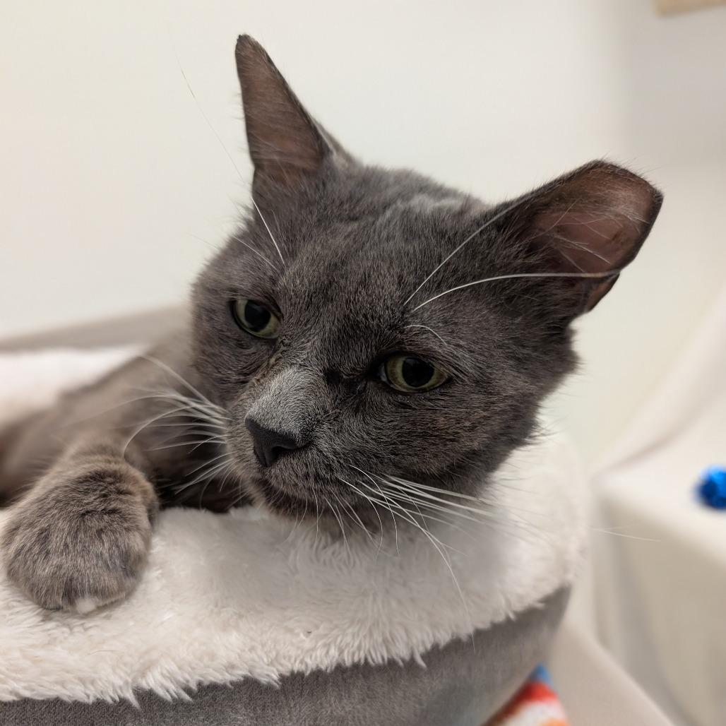 George, Adoptable, Senior Male Domestic Short Hair.