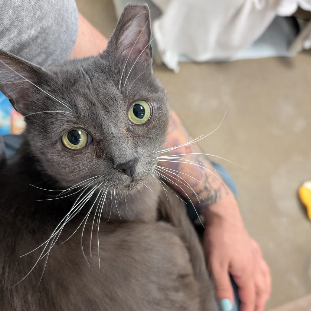Enlarge George, a Adoptable Domestic Short Hair in York, PA image 2/6