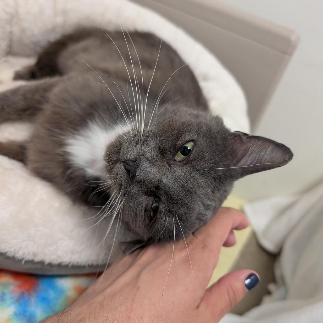 Enlarge George, a Adoptable Domestic Short Hair in York, PA image 3/6