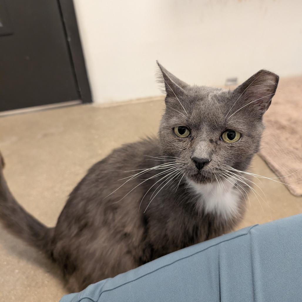Enlarge George, a Adoptable Domestic Short Hair in York, PA image 4/6