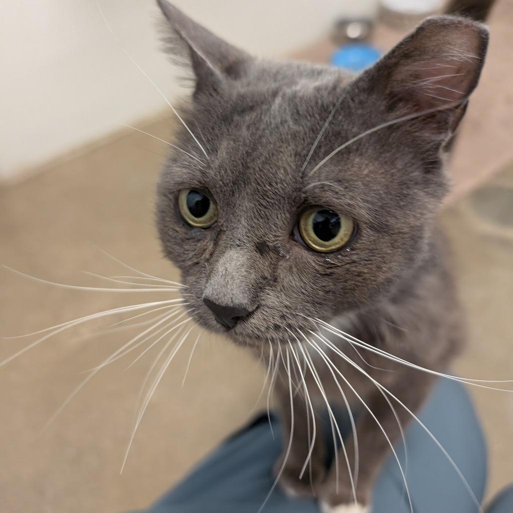 Enlarge George, a Adoptable Domestic Short Hair in York, PA image 5/6