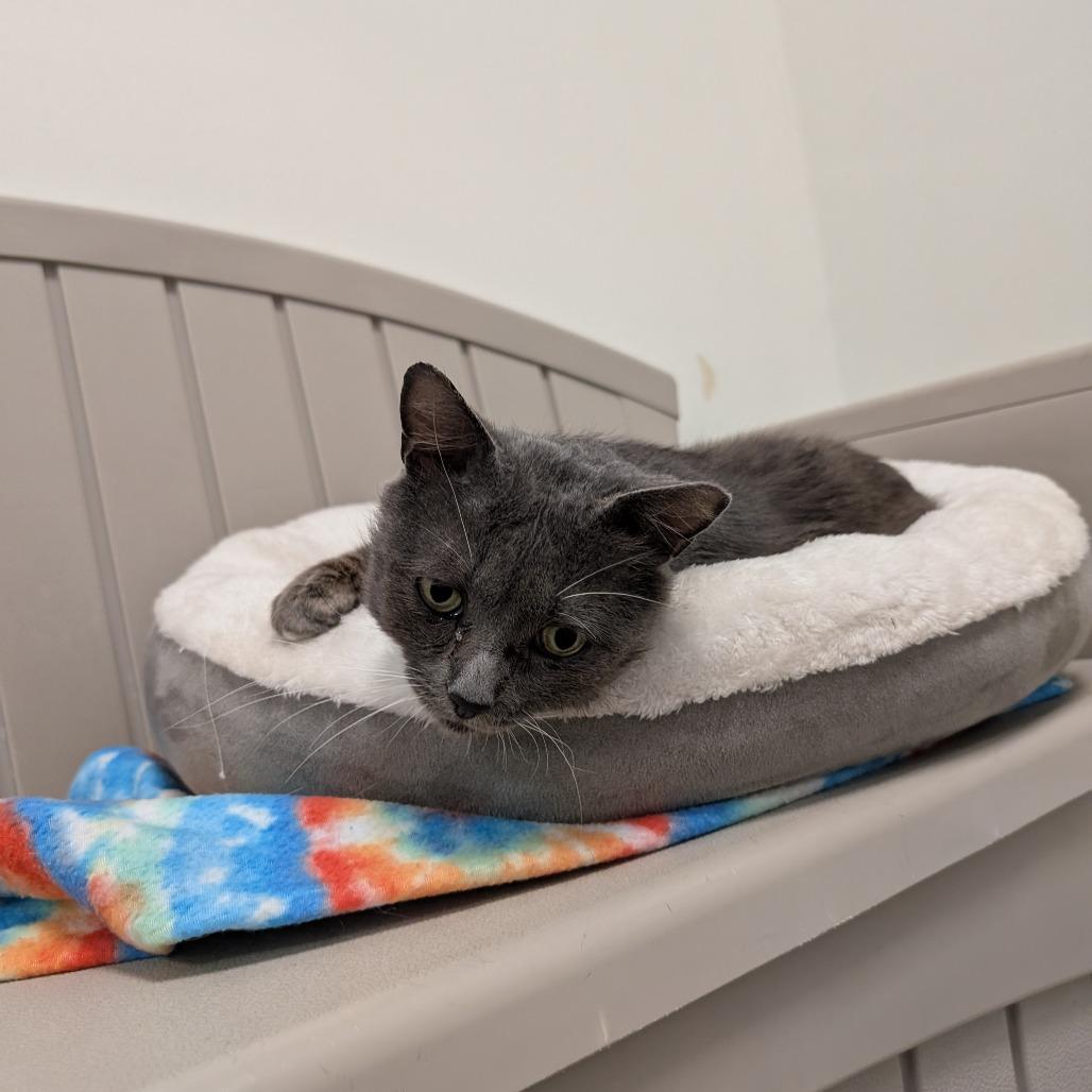 Enlarge George, a Adoptable Domestic Short Hair in York, PA image 6/6