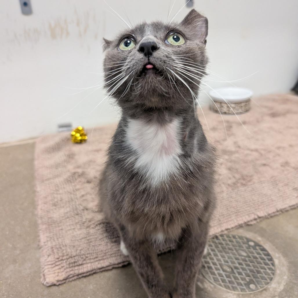 George, a Adoptable Domestic Short Hair in York, PA image 6/6
