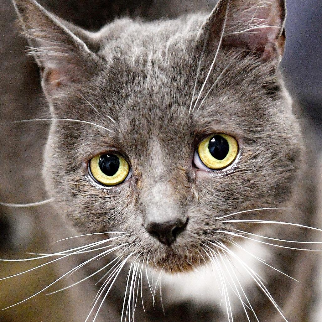Enlarge George, a Adoptable Domestic Short Hair in York, PA image 6/6