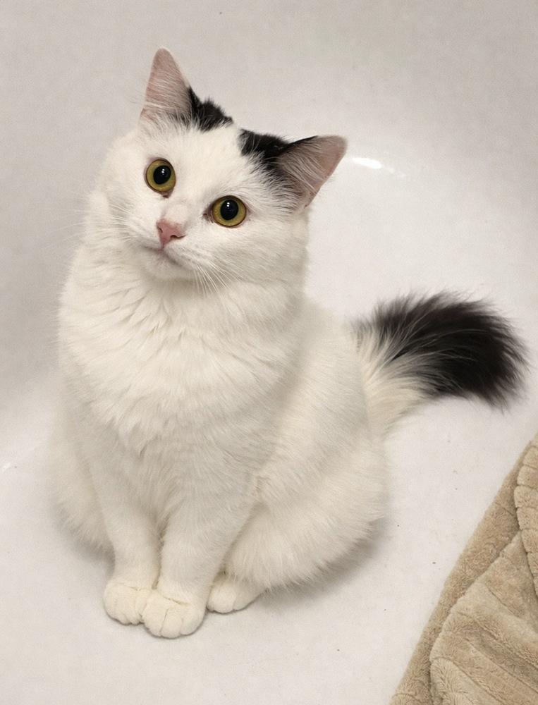 Augusta, Adoptable, Young Female Domestic Short Hair.