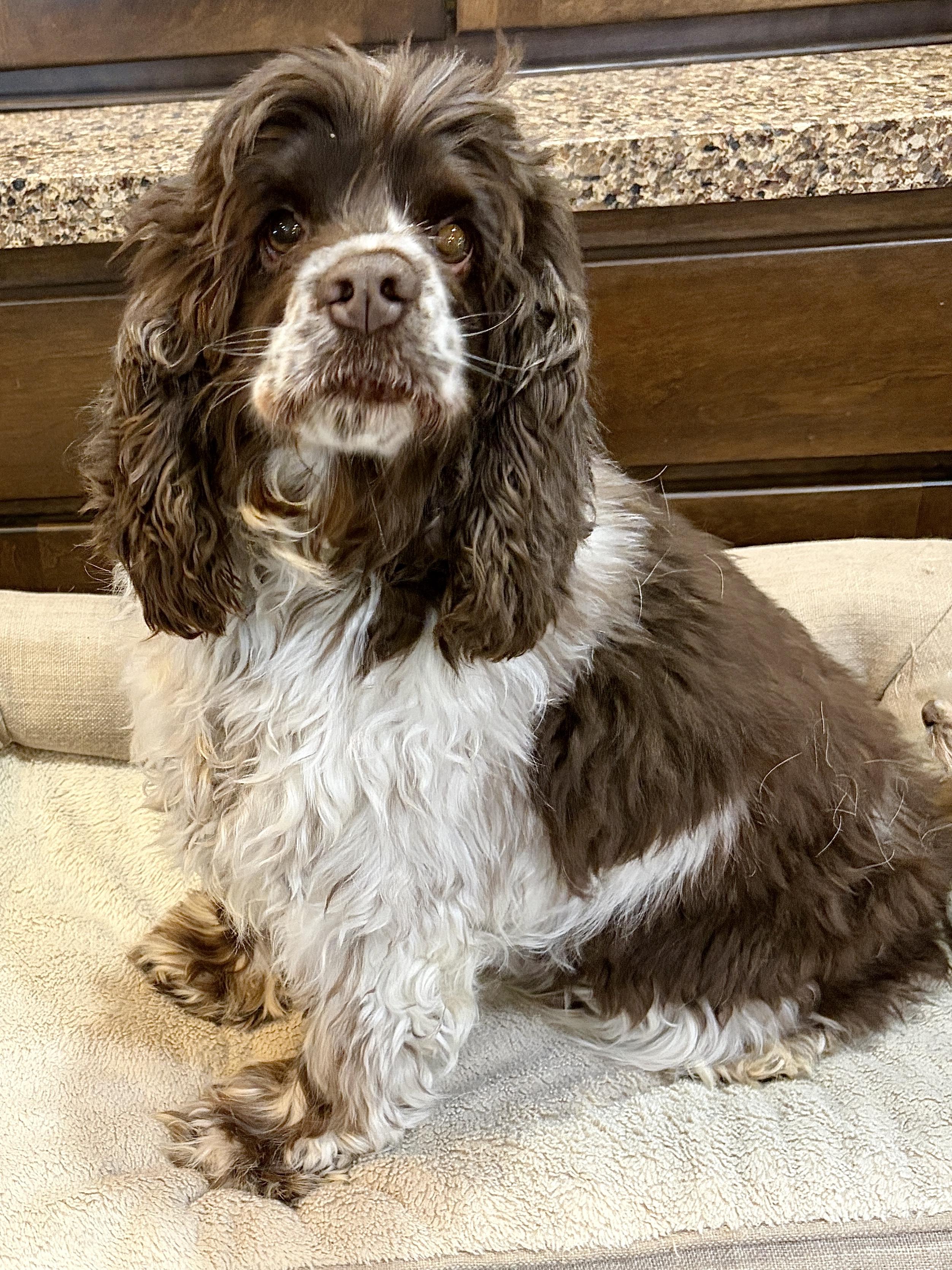 Enlarge Kari * MN, a ADOPTABLE Cocker Spaniel in Albert Lea, MN image 2/2