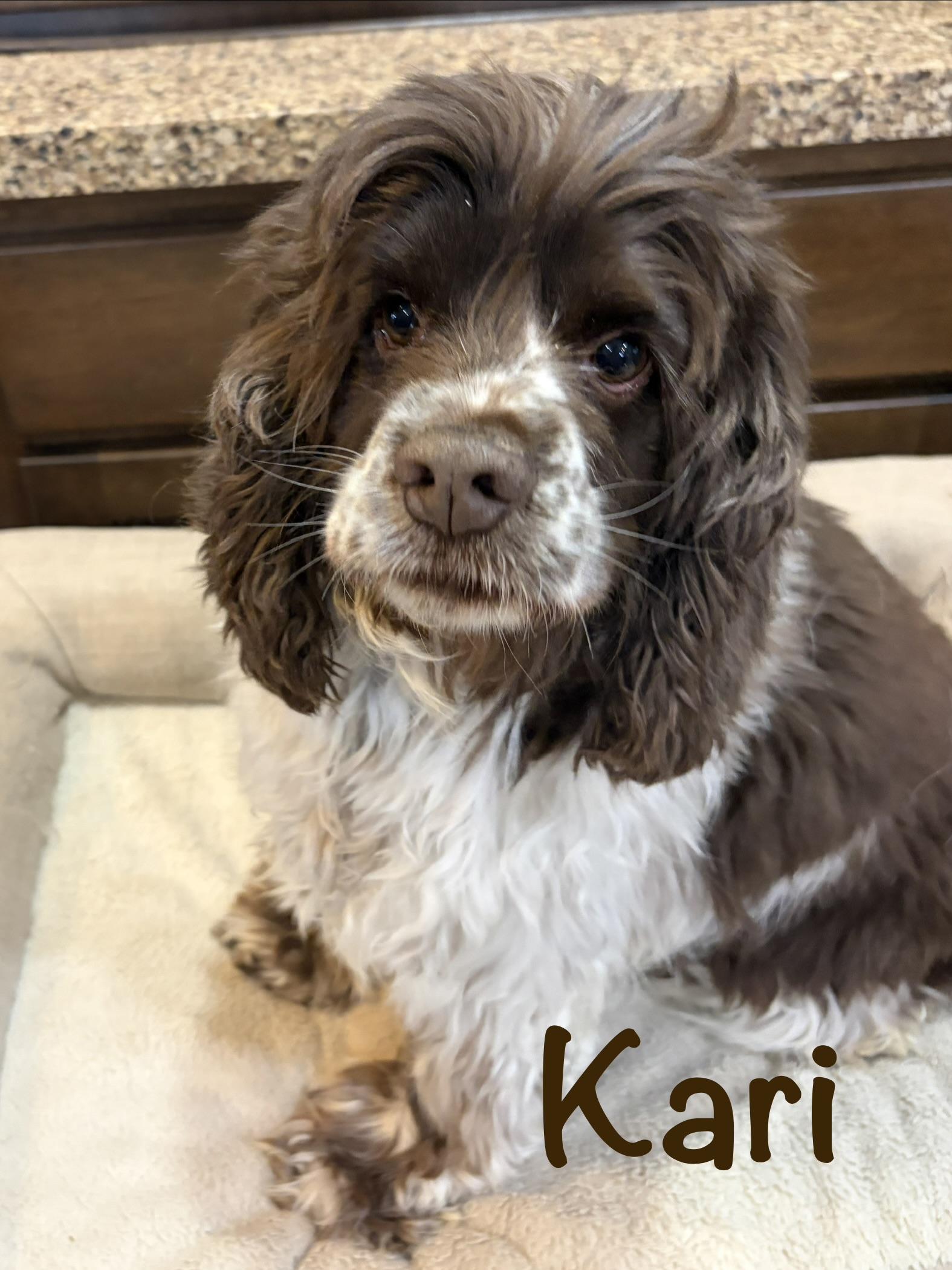 Kari * MN, ADOPTABLE, Young Female Cocker Spaniel.