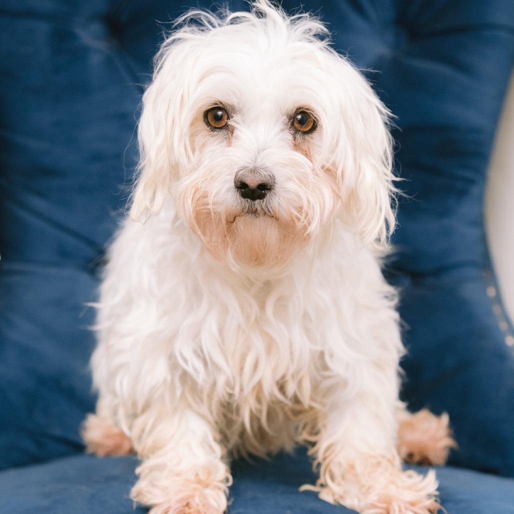 Jessica, ADOPTABLE, Adult Female Maltese.