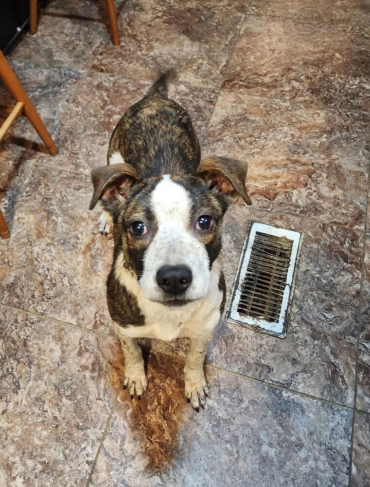 Daffodil, Adoptable, Young Female Plott Hound.
