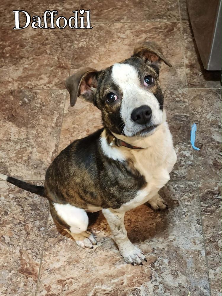 Enlarge Daffodil, a Adoptable mixed breed in Tulsa, OK image 2/3