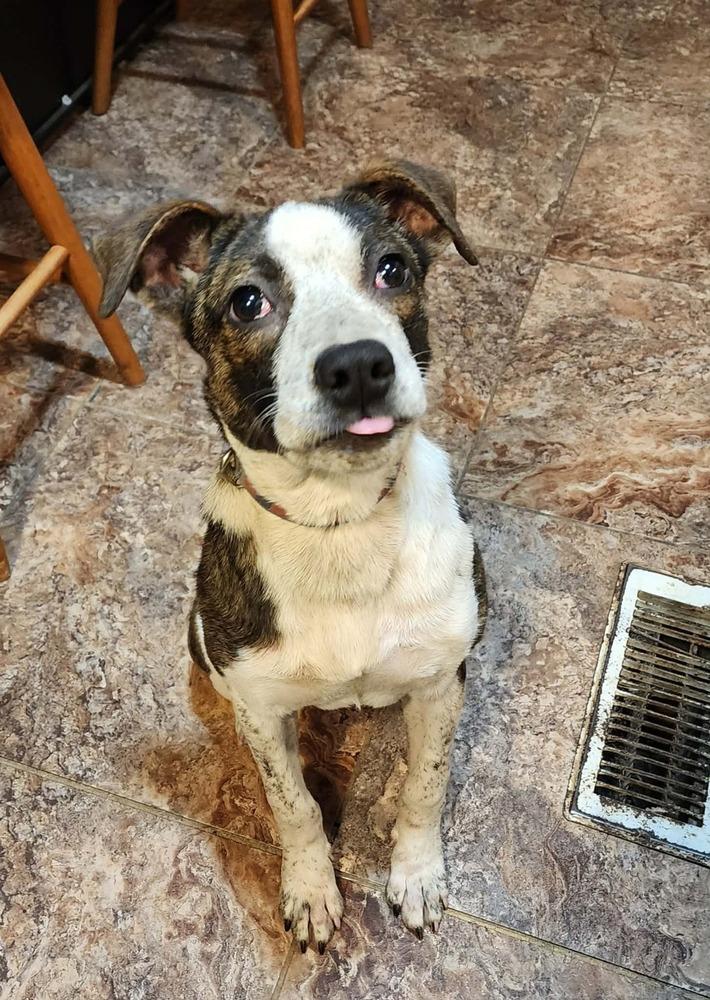 Enlarge Daffodil, a Adoptable mixed breed in Tulsa, OK image 3/3