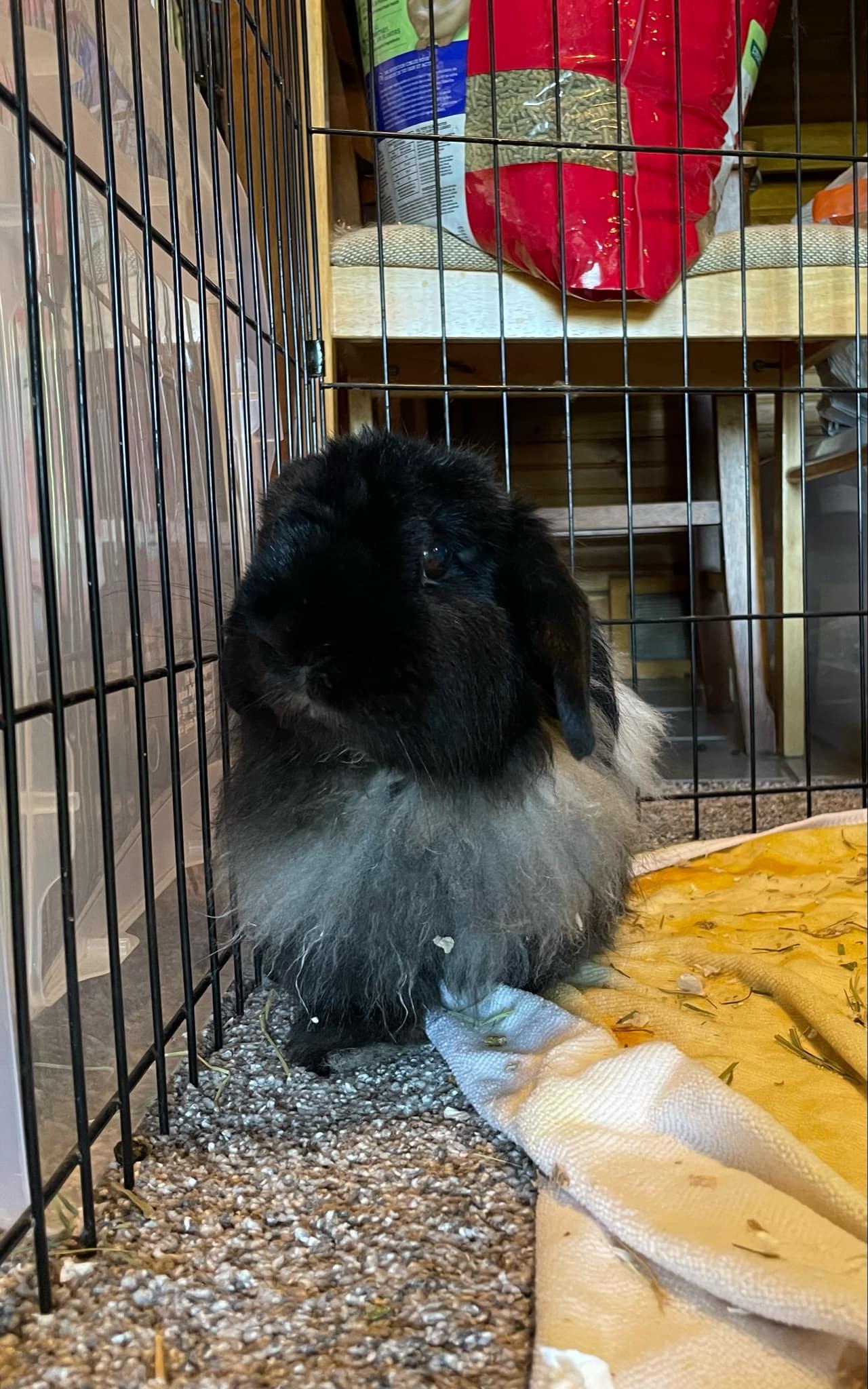 Bartleby, a Adoptable mixed breed in Coralville, IA image 2/3