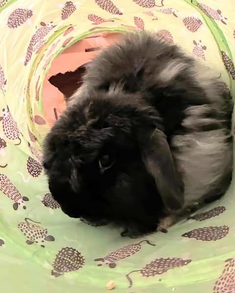 Bartleby, a Adoptable mixed breed in Coralville, IA image 1/3