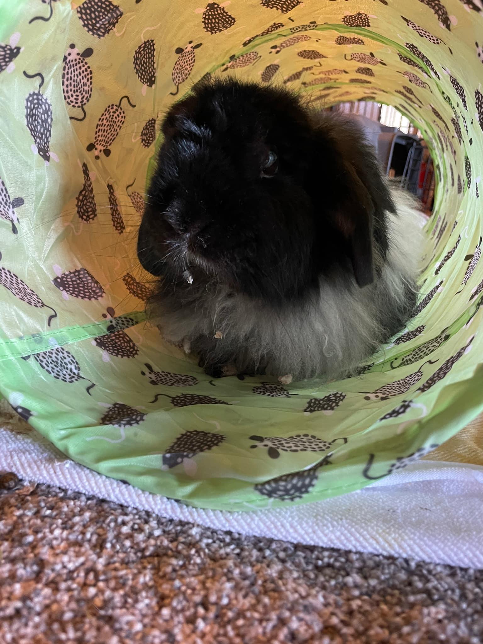 Bartleby, a Adoptable mixed breed in Coralville, IA image 3/3