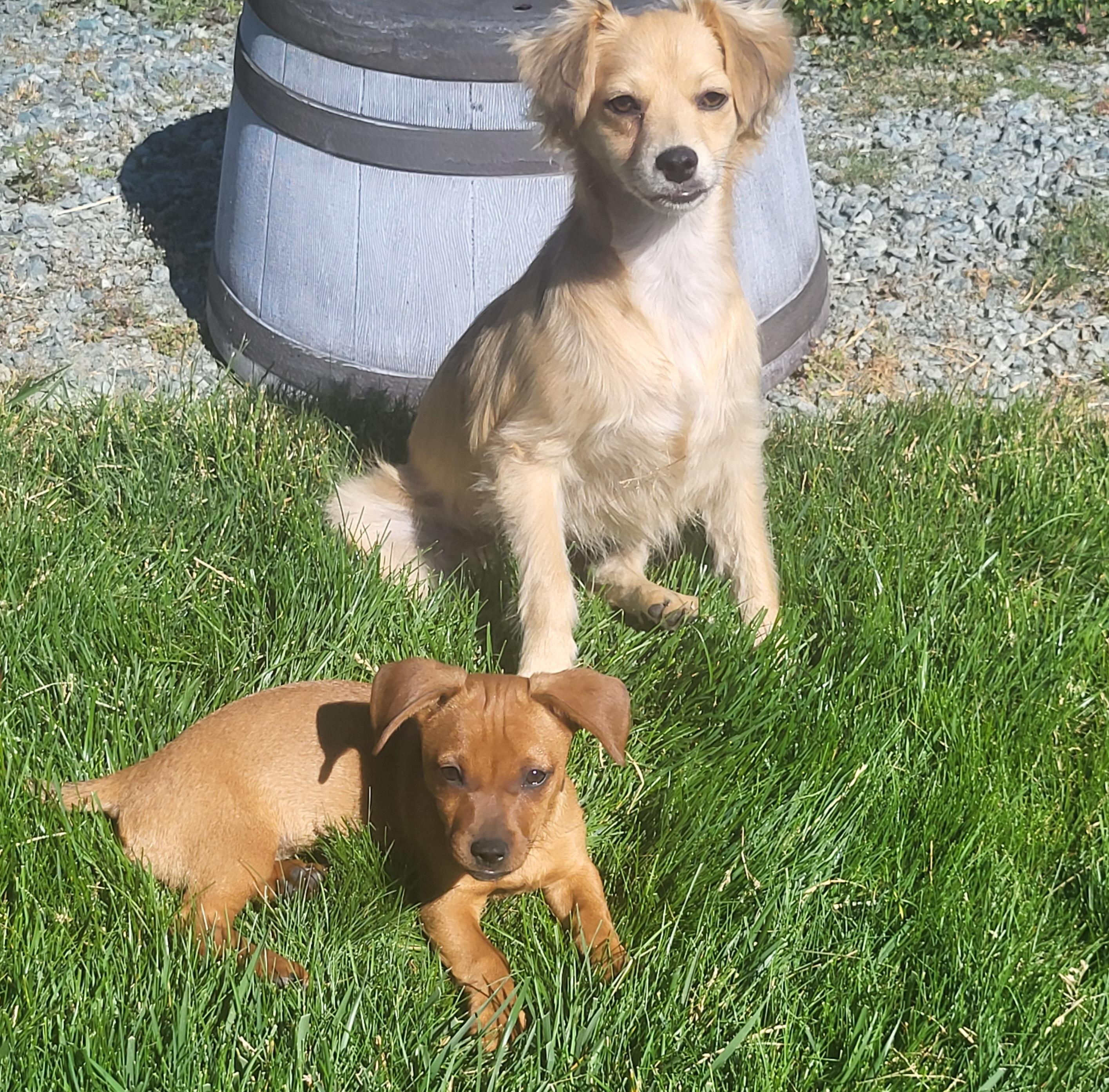 Enlarge Honey, an adoptable mixed breed in Roseburg, OR image 5/6