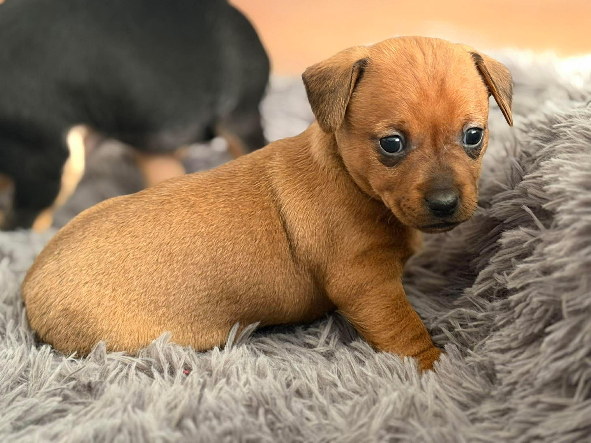 Enlarge Honey, a Adoptable mixed breed in Roseburg, OR image 3/6