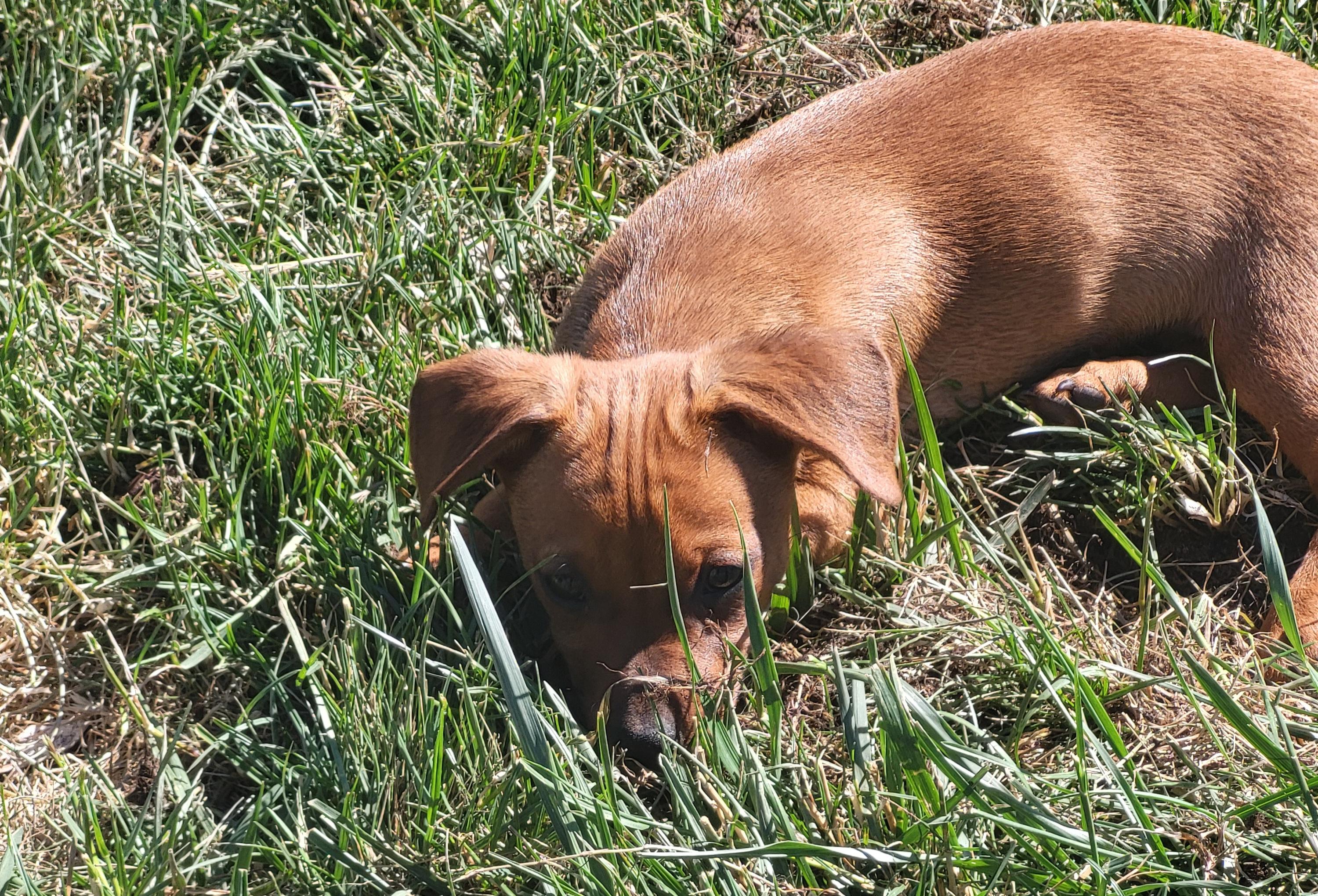 Enlarge Honey, an adoptable mixed breed in Roseburg, OR image 4/6
