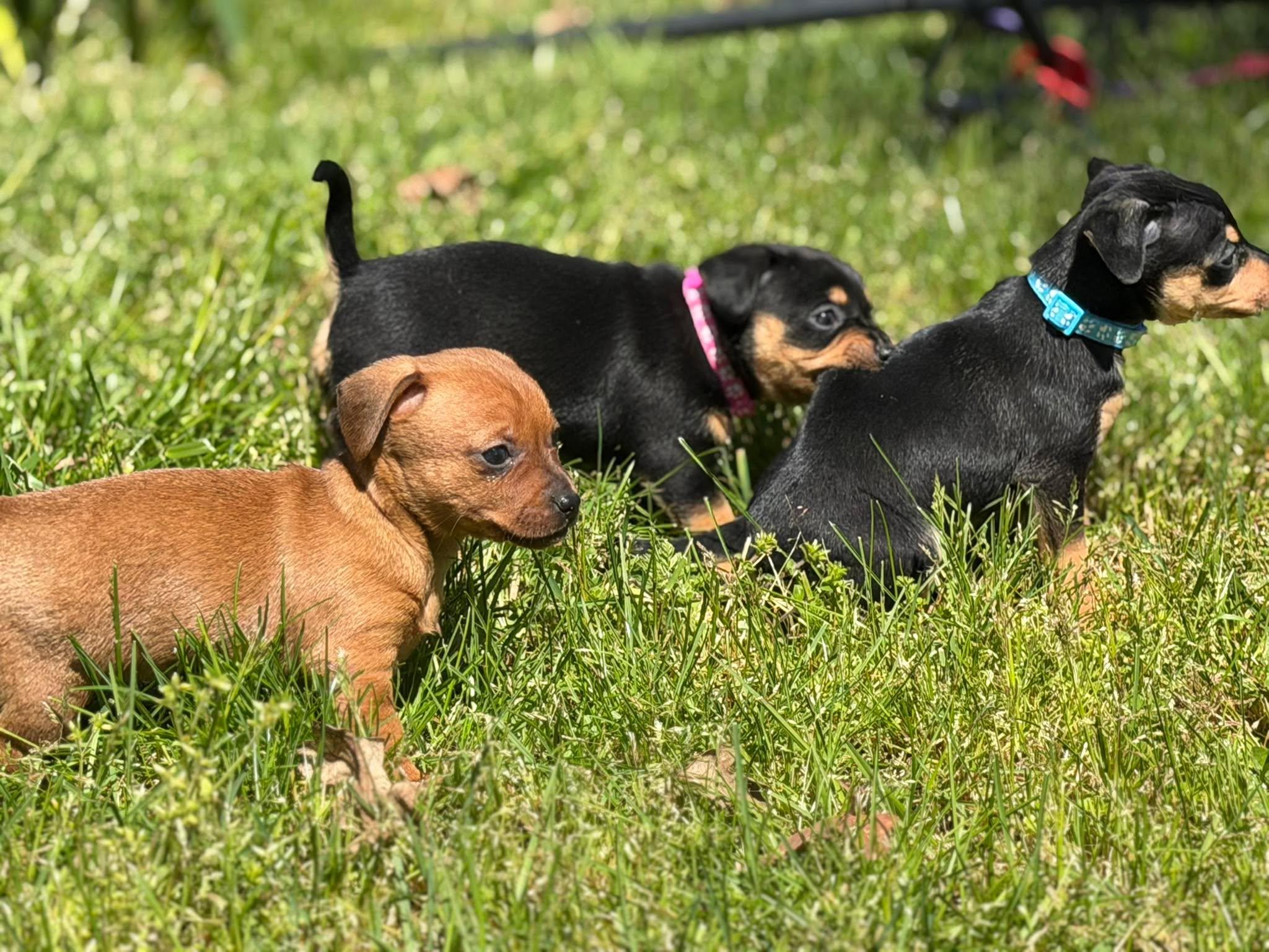 Enlarge Honey, a Adoptable mixed breed in Roseburg, OR image 5/6