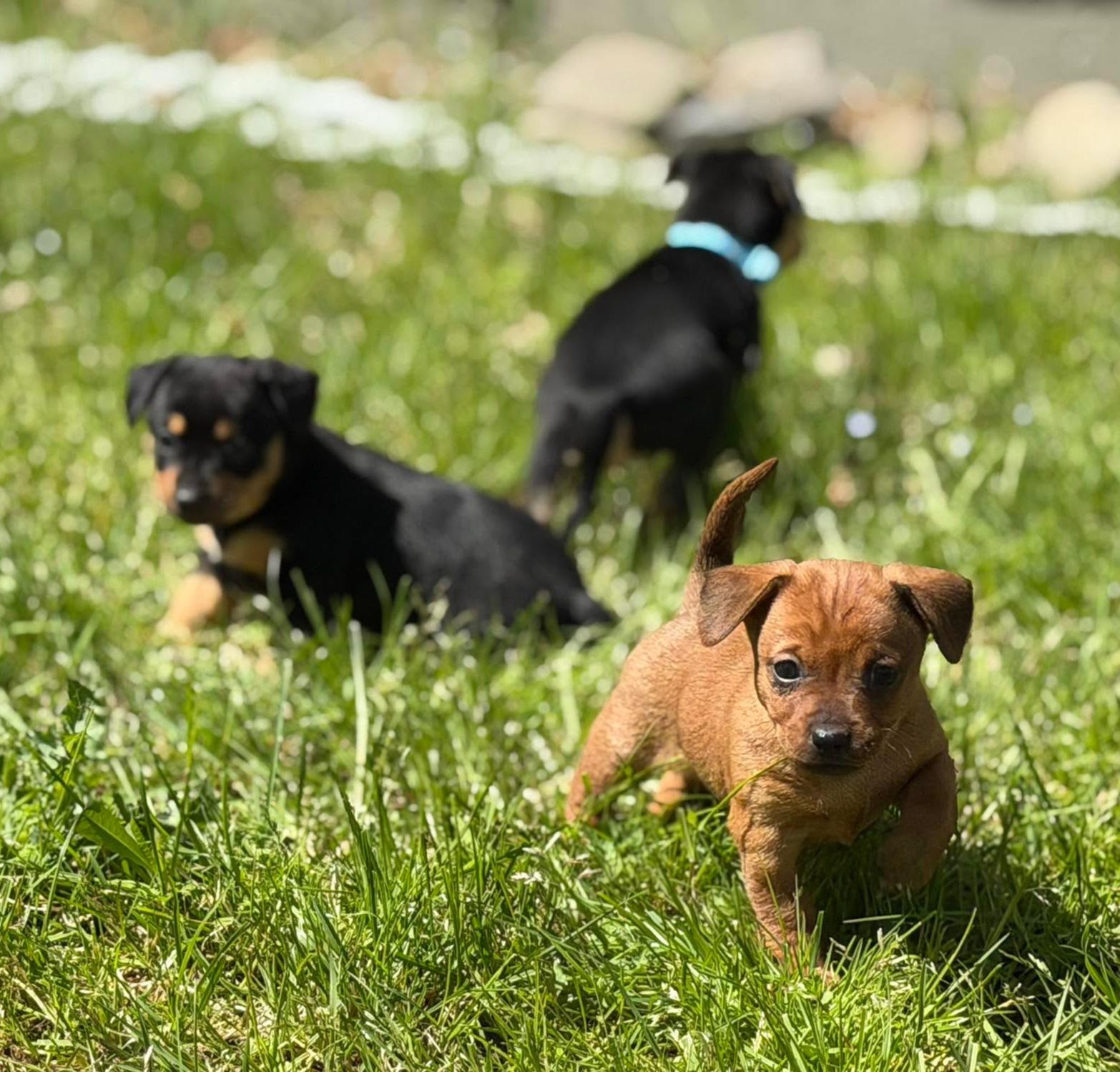 Enlarge Honey, a Adoptable mixed breed in Roseburg, OR image 2/6