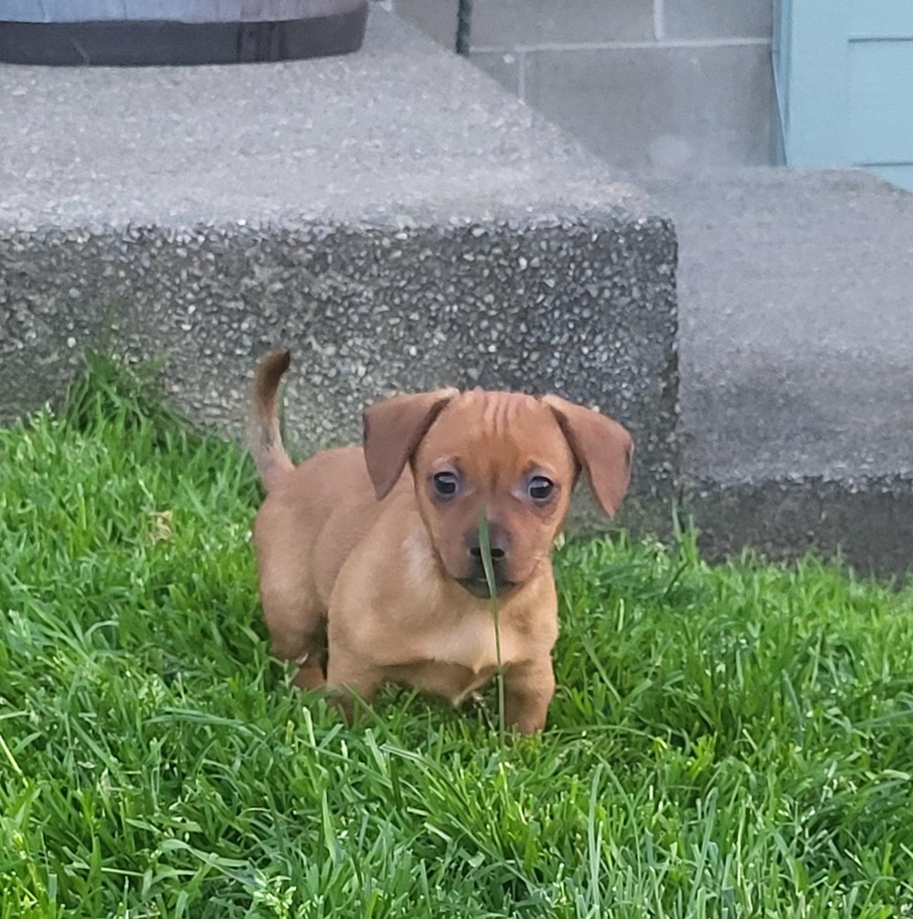 Honey, a Adoptable mixed breed in Roseburg, OR image 1/6