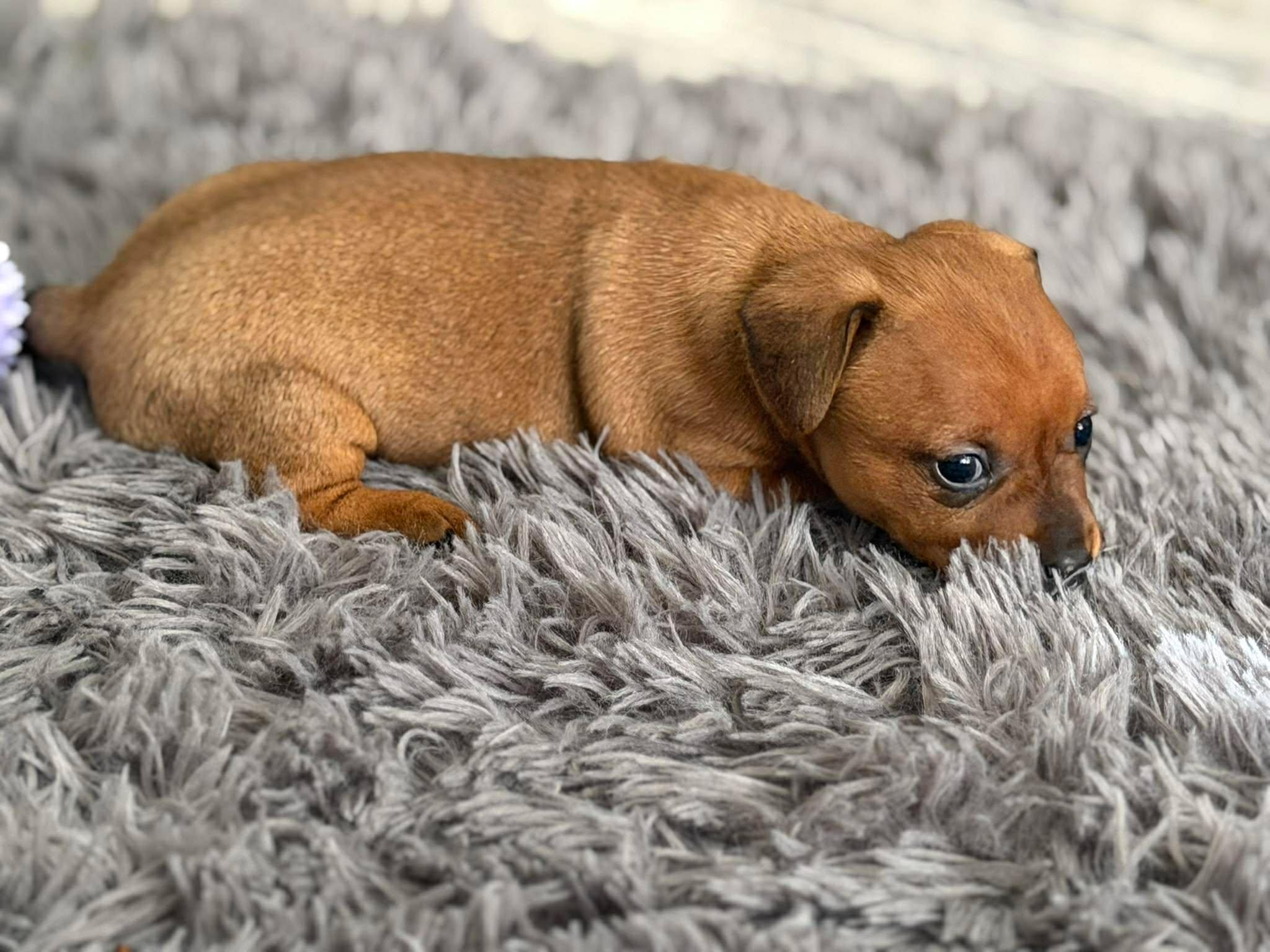 Enlarge Honey, a Adoptable mixed breed in Roseburg, OR image 4/6