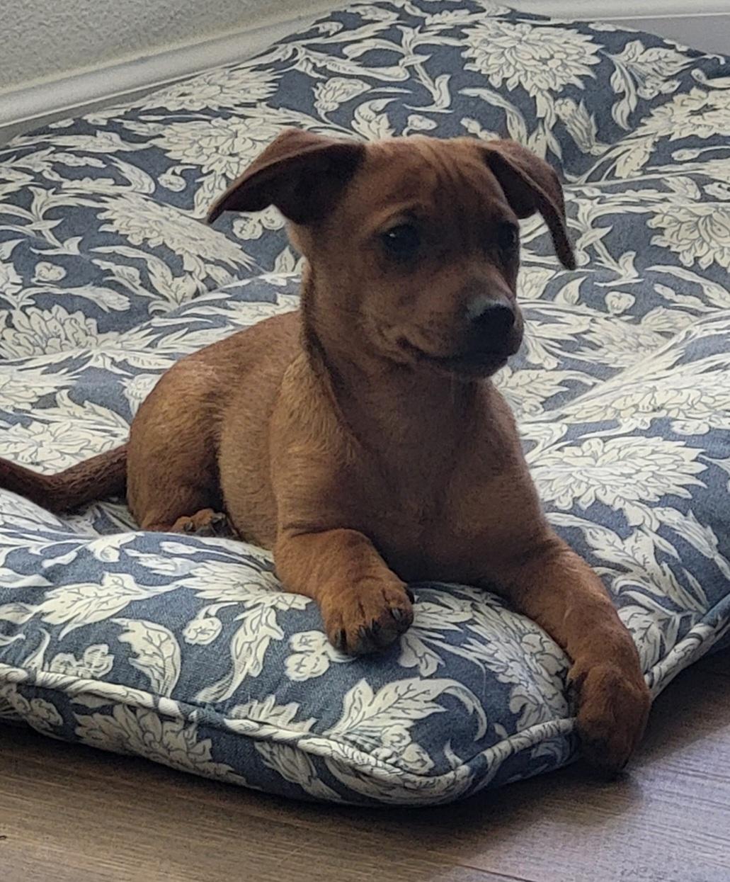 Enlarge Honey, an adoptable mixed breed in Roseburg, OR image 1/6