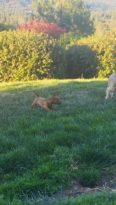 Enlarge Honey, an adoptable mixed breed in Roseburg, OR video 6/6