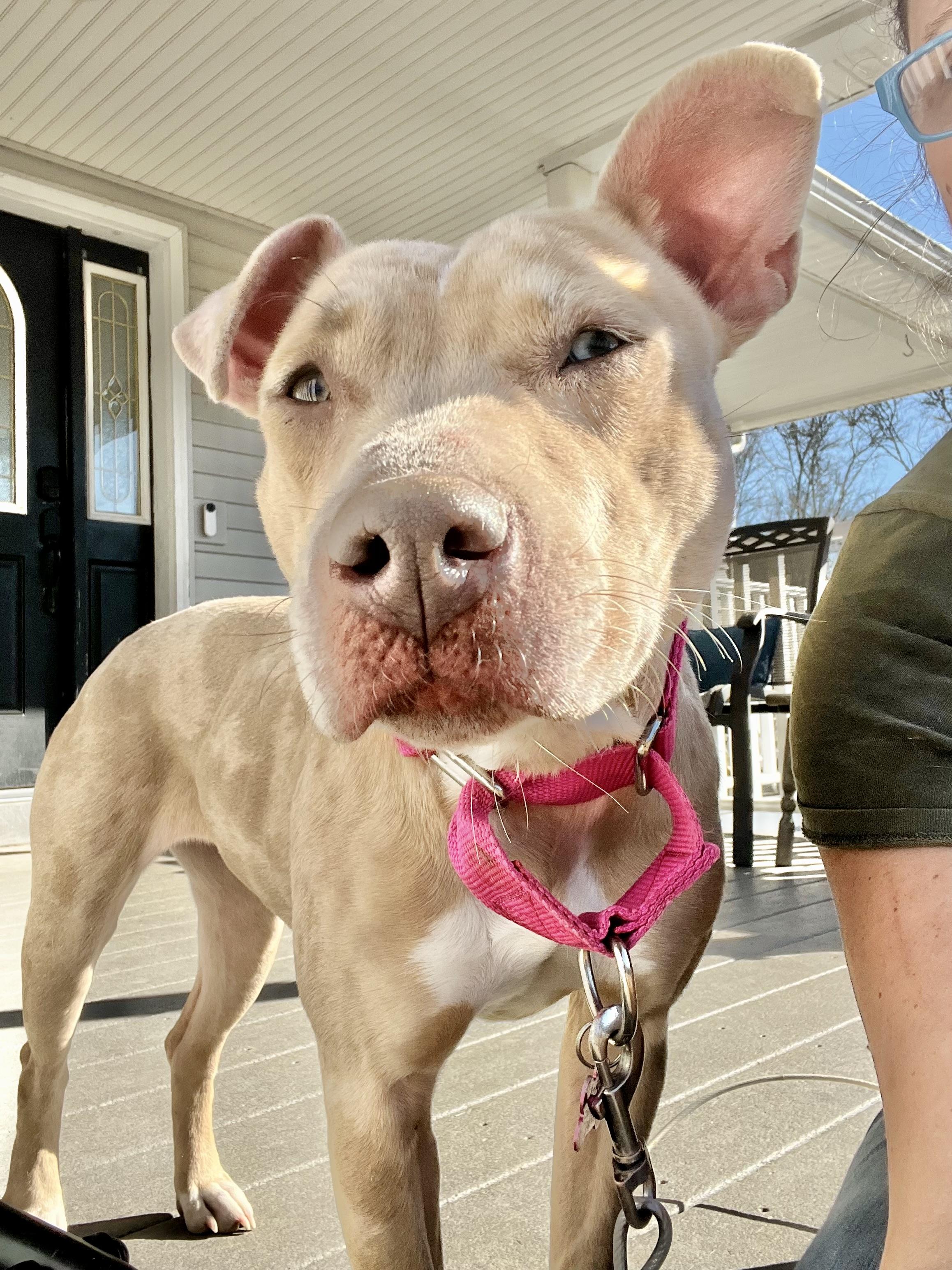 Annika, Adoptable, Adult Female American Staffordshire Terrier & Catahoula Leopard Dog.