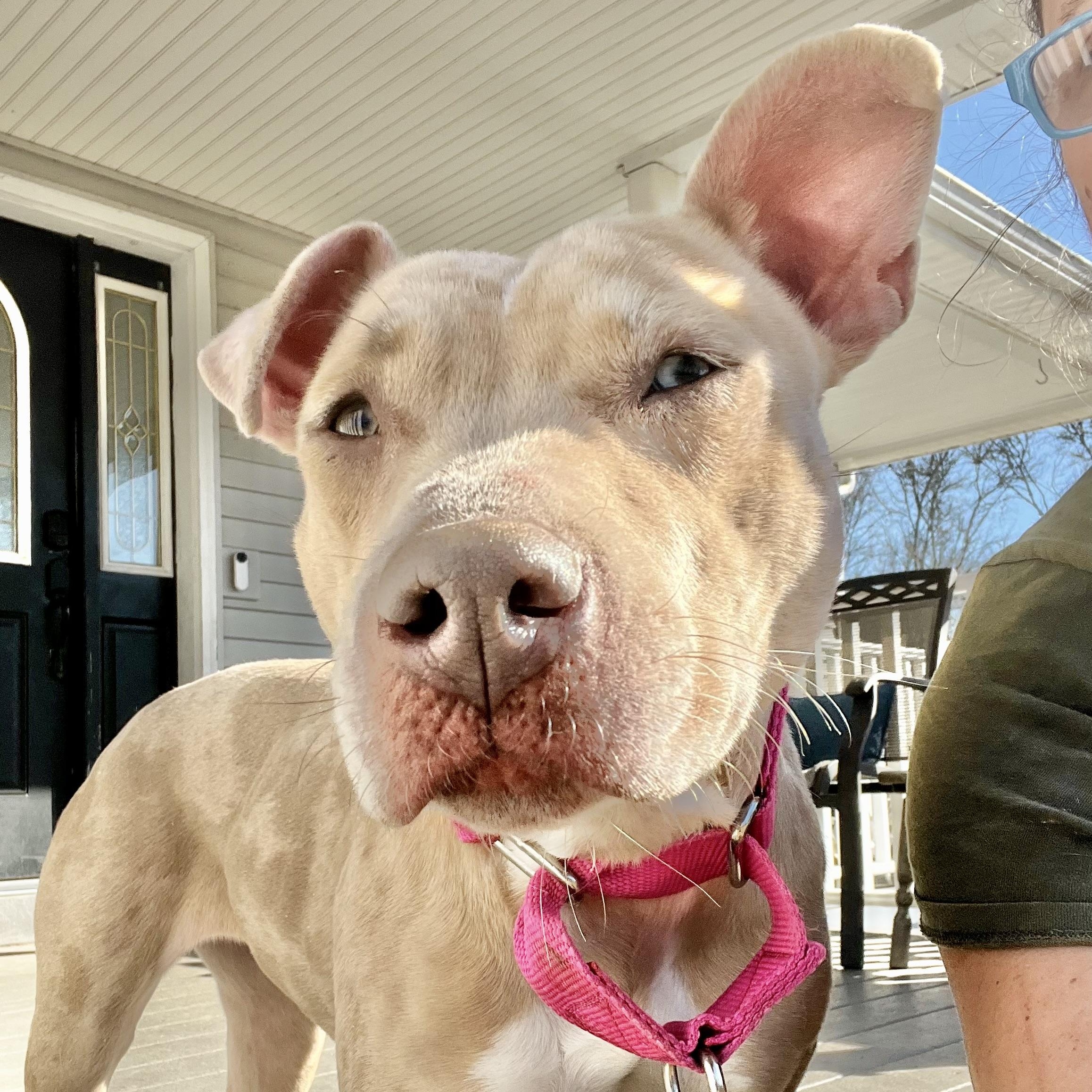 Enlarge Annika, a Adoptable mixed breed in Griswold, CT image 2/6