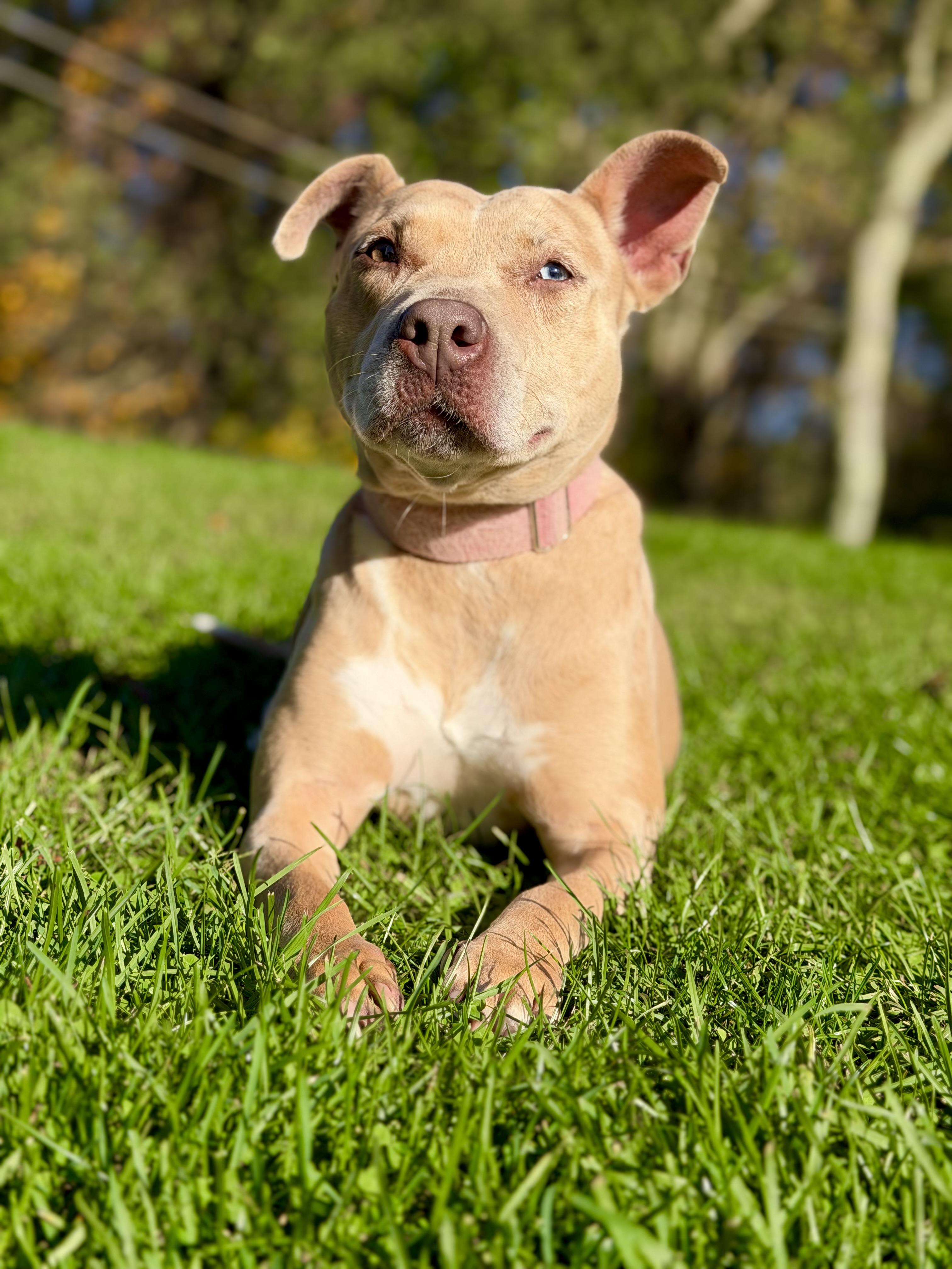 Annika, Adoptable, Adult Female American Staffordshire Terrier & Catahoula Leopard Dog.