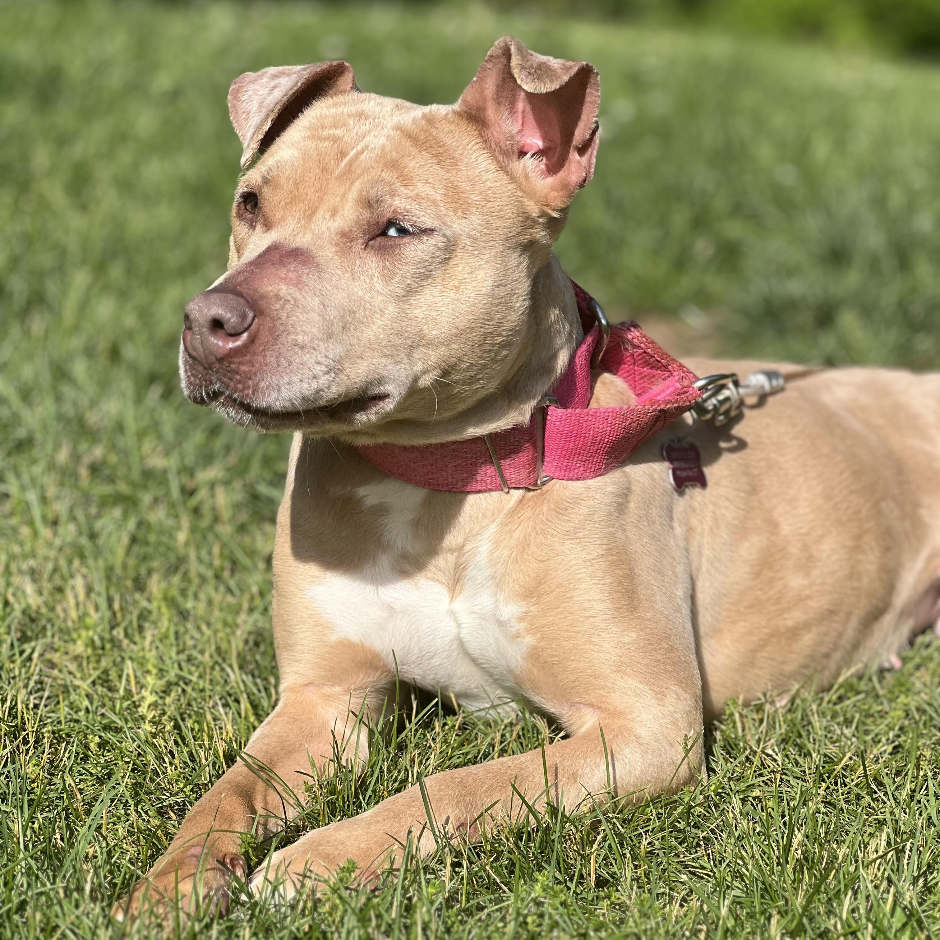 Enlarge Annika, a Adoptable mixed breed in Griswold, CT image 5/6