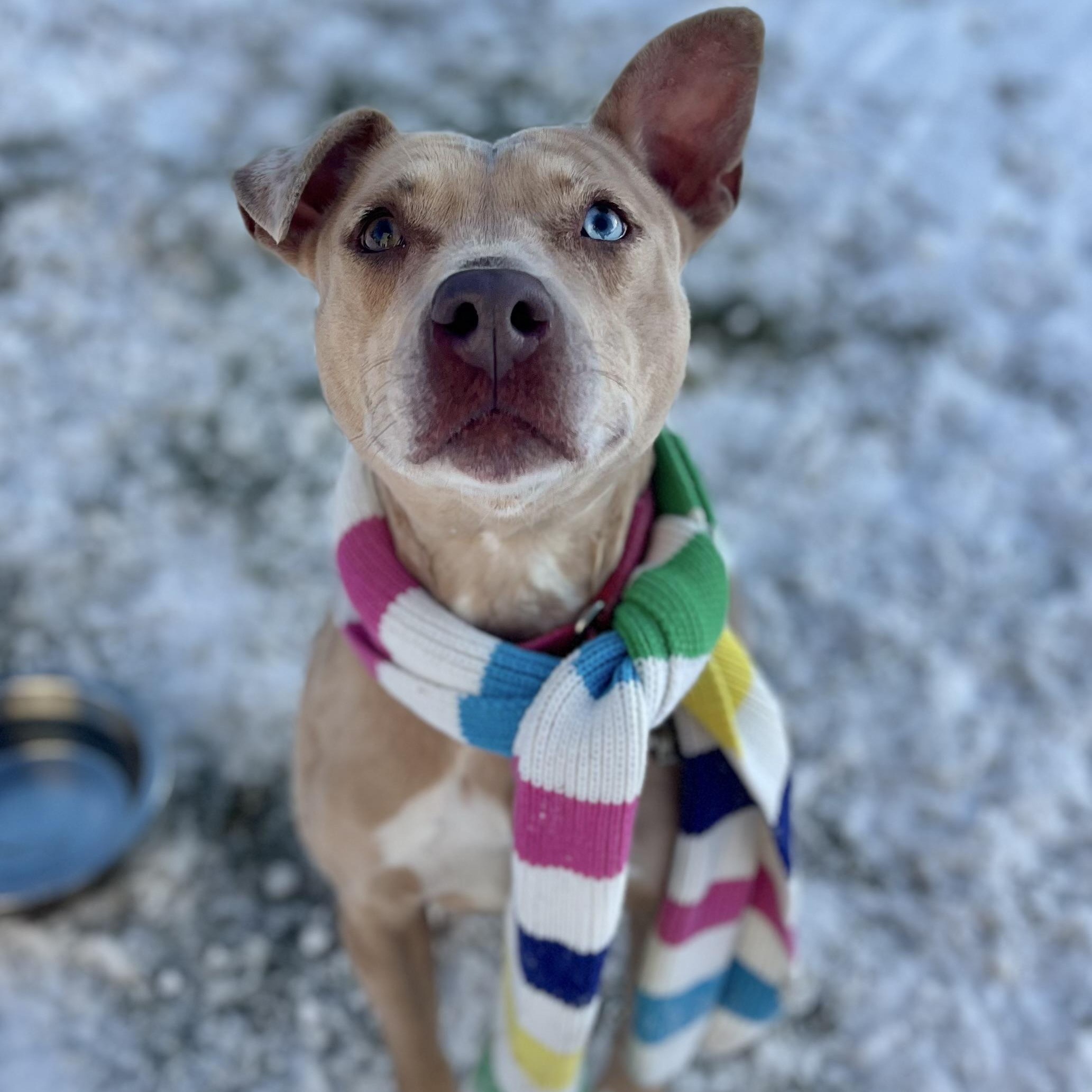 Enlarge Annika, a Adoptable mixed breed in Griswold, CT image 6/6