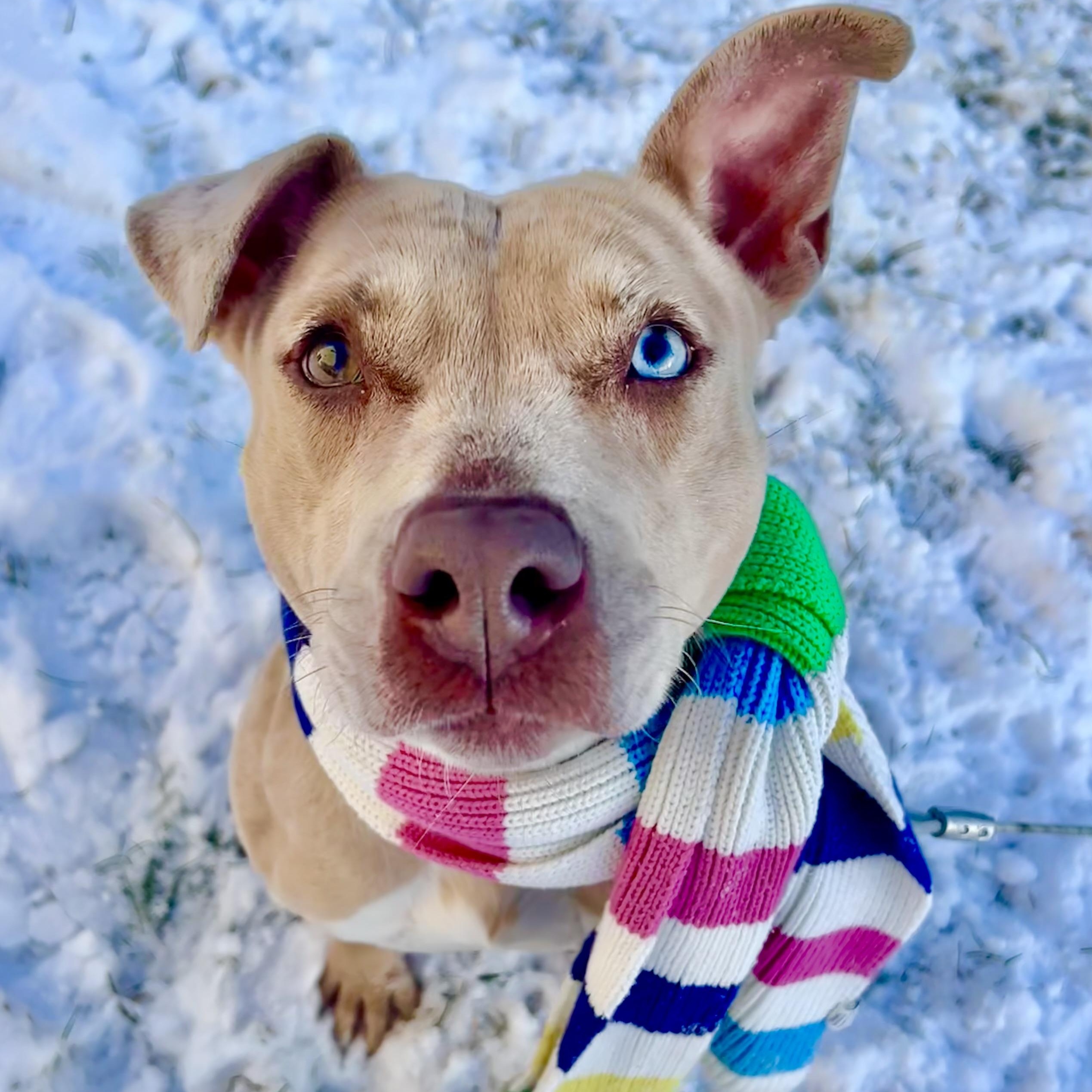 Annika, Adoptable, Adult Female American Staffordshire Terrier & Catahoula Leopard Dog.