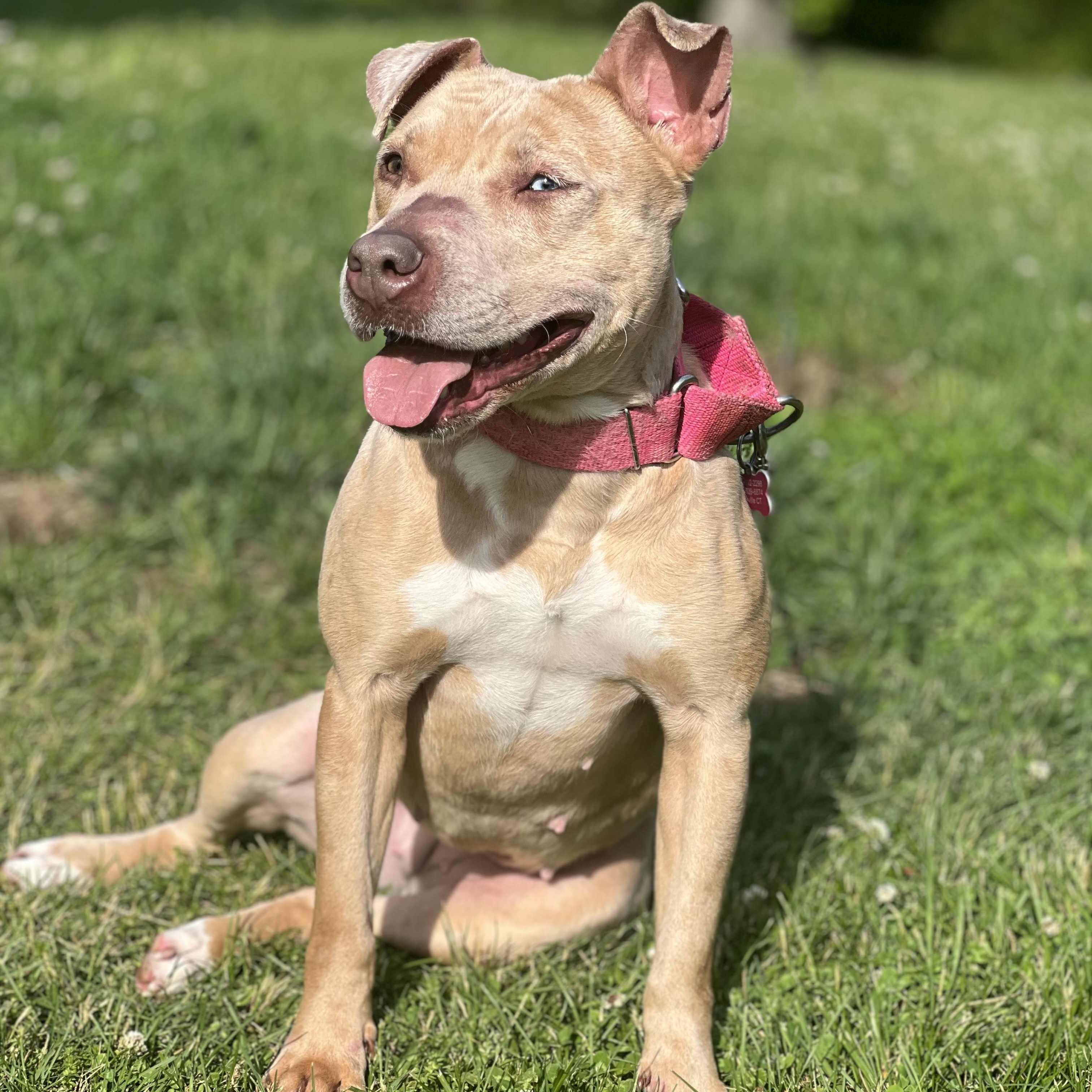 Enlarge Annika, a Adoptable mixed breed in Griswold, CT image 4/6