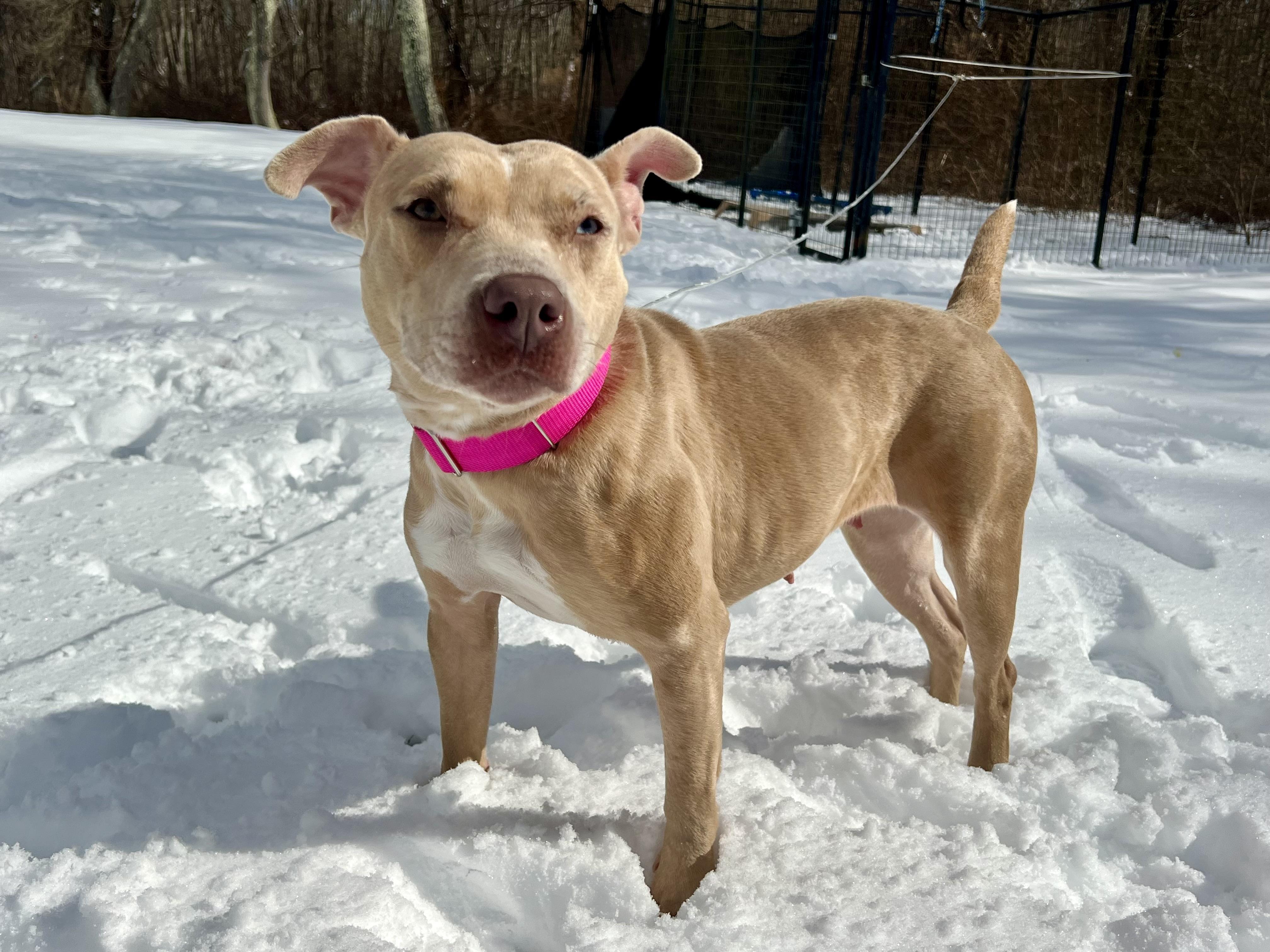 Annika, a Adoptable mixed breed in Griswold, CT image 5/6