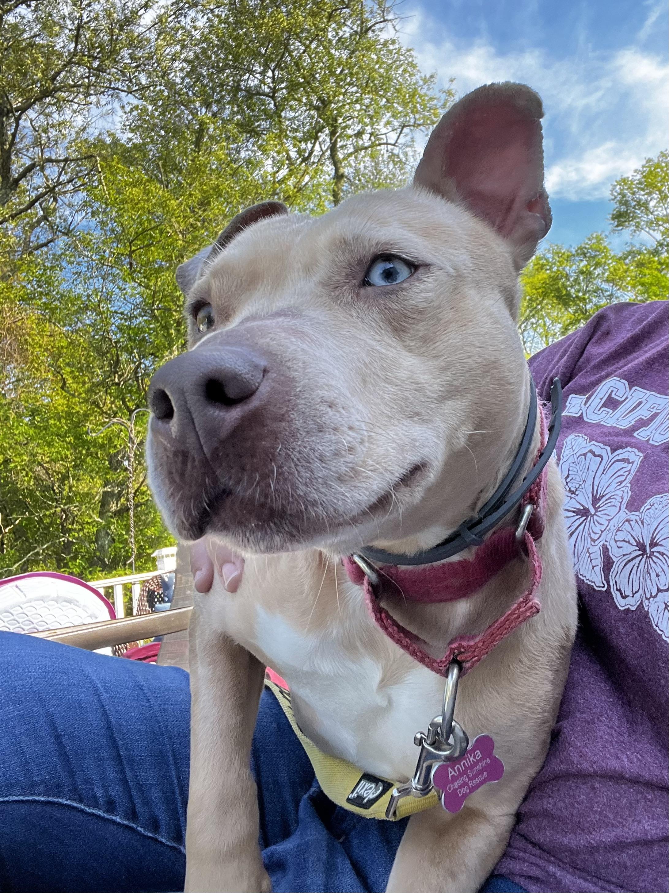 Annika, a Adoptable mixed breed in Griswold, CT image 5/6