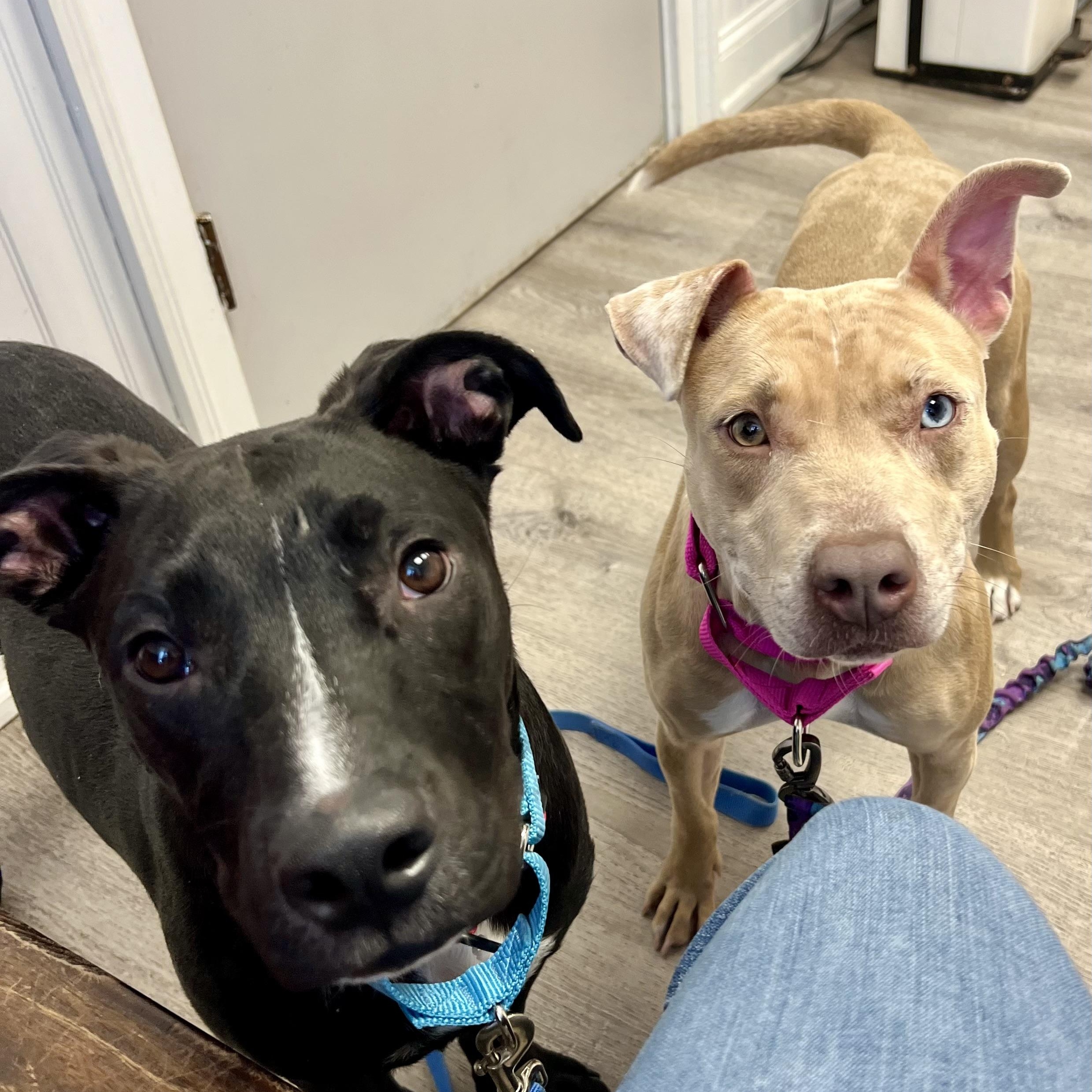 Enlarge Annika, a Adoptable mixed breed in Griswold, CT image 4/6