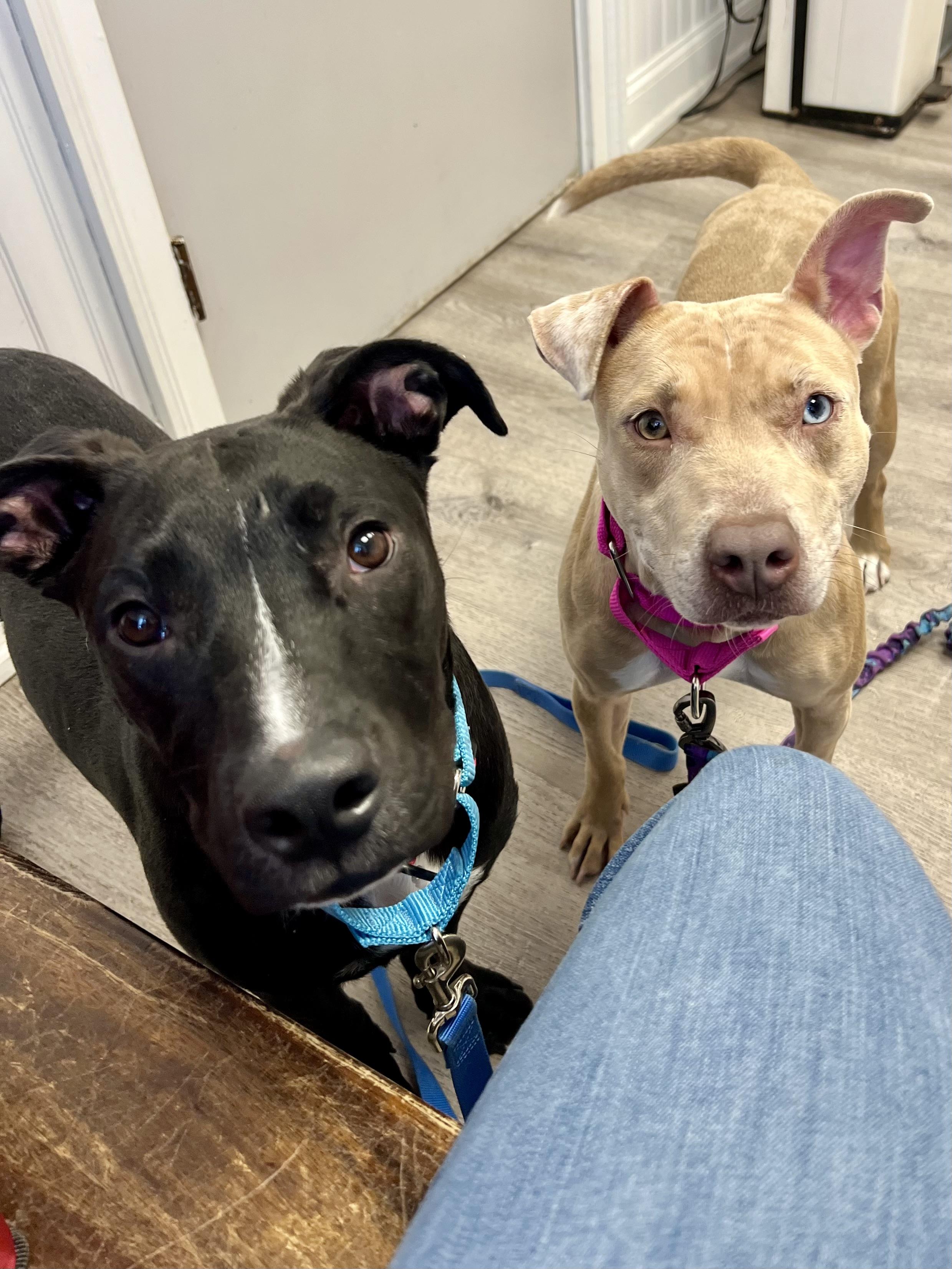 Annika, a Adoptable mixed breed in Griswold, CT image 3/6