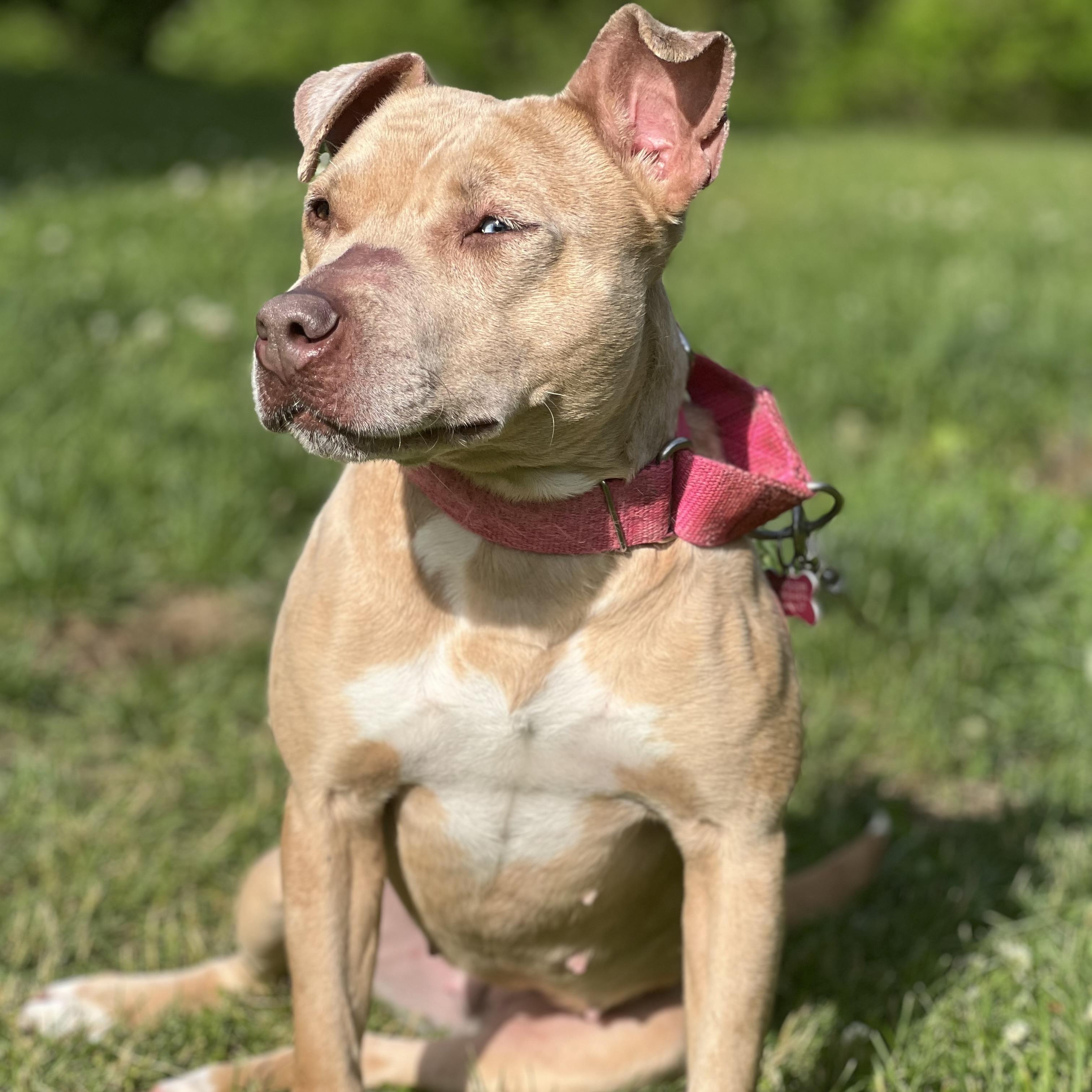 Enlarge Annika, a Adoptable mixed breed in Griswold, CT image 3/6