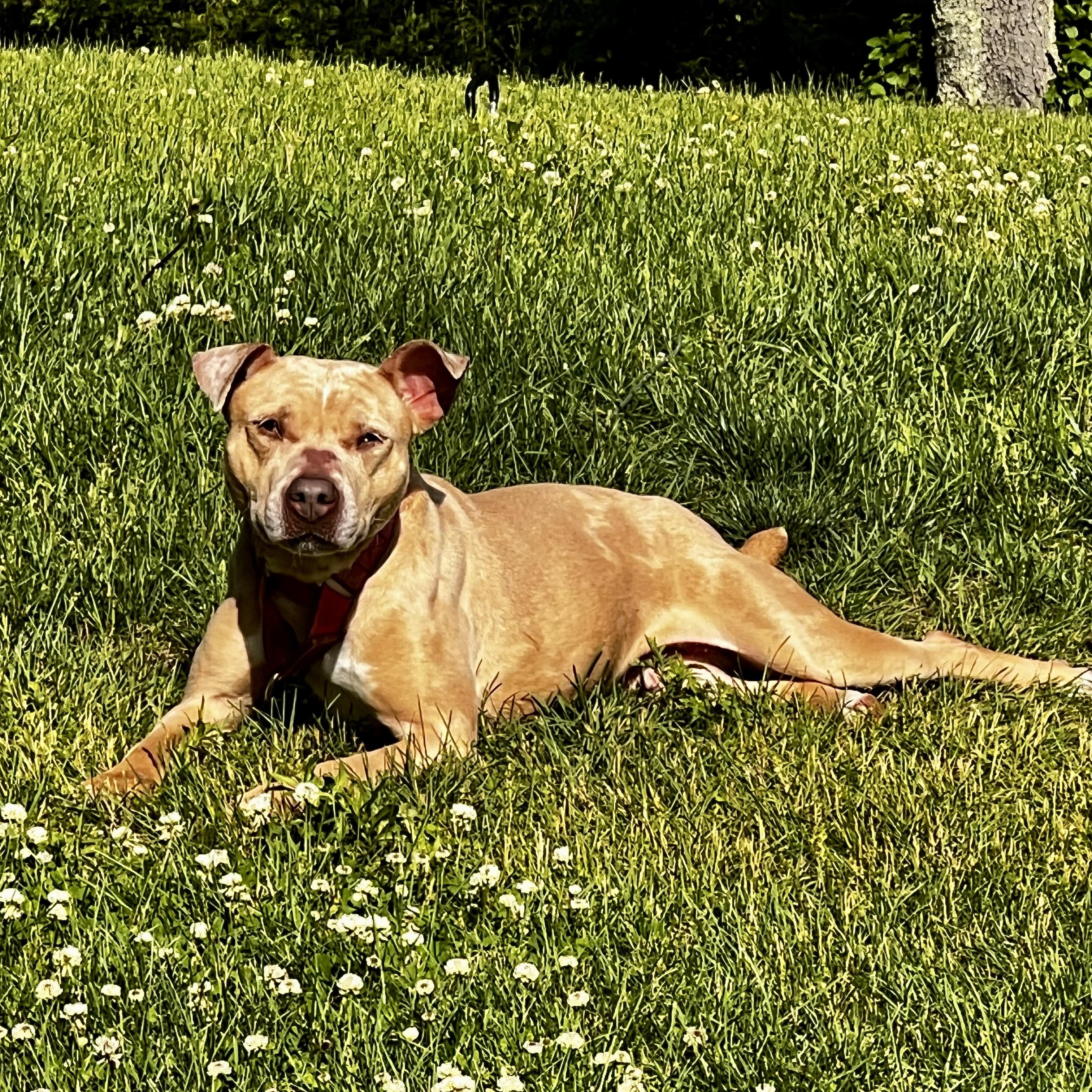 Enlarge Annika, a Adoptable mixed breed in Griswold, CT image 6/6